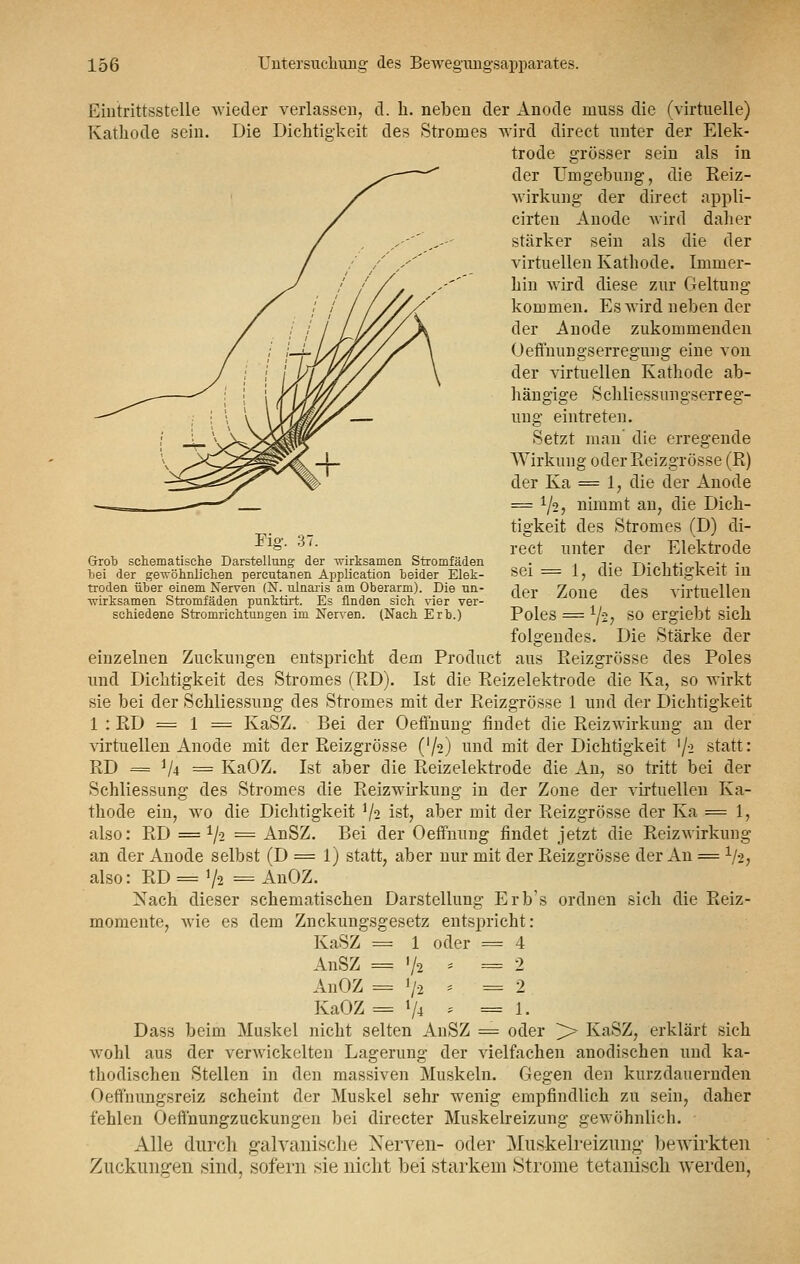 Fig. 37. Grob schematische Darstellung der wirksamen Stromfäden ■bei der gewöhnlichen percutanen Application heider Elek- troden über einem Nerven (N. ulnaris am Oberarm). Die un- wirksamen Stromfäden punktirt. Es finden sich vier ver- schiedene Stromrichtungen im Nerven. (Nach Erb.) Eintrittsstelle wieder verlassen, d. h. neben der Anode muss die (virtuelle) Kathode sein. Die Dichtigkeit des Stromes wird direct unter der Elek- trode grösser sein als in der Umgebung, die Eeiz- wirkung der direct appli- cirten Anode wird daher stärker sein als die der virtuellen Kathode. Immer- hin wird diese zur Geltung kommen. Es wird neben der der Anode zukommenden Oeffnungserregung eine von der virtuellen Kathode ab- hängige Schliessungserreg- ung eintreten. Setzt man die erregende Wirkung oderEeizgrösse (R) der Ka = 1, die der Anode = 1/2, nimmt an, die Dich- tigkeit des Stromes (D) di- rect unter der Elektrode sei = 1, die Dichtigkeit in der Zone des virtuellen Poles = ij-2, so ergiebt sich folgendes. Die Stärke der einzelnen Zuckungen entspricht dem Product aus Eeizgrösse des Poles und Dichtigkeit des Stromes (ED). Ist die Eeizelektrode die Ka, so wirkt sie bei der Schliessung des Stromes mit der Eeizgrösse 1 und der Dichtigkeit 1 : ED = 1 = KaSZ. Bei der Oefihung findet die Reizwirkung an der virtuellen Anode mit der Eeizgrösse C/2) und mit der Dichtigkeit lJi statt: ED = i/i = KaOZ. Ist aber die Eeizelektrode die An, so tritt bei der Schliessung des Stromes die Eeizwirkung in der Zone der virtuellen Ka- thode ein, wo die Dichtigkeit V2 ist, aber mit der Eeizgrösse der Ka = 1, also: ED = xji = AnSZ. Bei der Oeffnung findet jetzt die Beizwirkung an der Anode selbst (D = 1) statt, aber nur mit der Eeizgrösse der An = 1/-2, also: ED =V2 = AnOZ. Xach dieser schematischen Darstellung Erb's ordnen sich die Beiz- momente, wie es dem Znckungsgesetz entspricht: KaSZ = 1 oder = 4 AnSZ = V2 * =2 AnOZ = 7-2 * = 2 KaOZ =V4 '- = 1. Dass beim Muskel nicht selten AnSZ = oder ^> KaSZ, erklärt sich wohl aus der verwickelten Lagerung der vielfachen anodischen und ka- thodischen Stellen in den massiven Muskeln. Gegen den kurzdauernden Oeffnungsreiz scheint der Muskel sehr wenig empfindlich zu sein, daher fehlen Oefinungzuckungen bei directer Muskelreizung gewöhnlich. Alle durch galvanische Nerven- oder Muskelreizung bewirkten Zuckungen sind, sofern sie nicht bei starkem Strome tetanisch werdet],