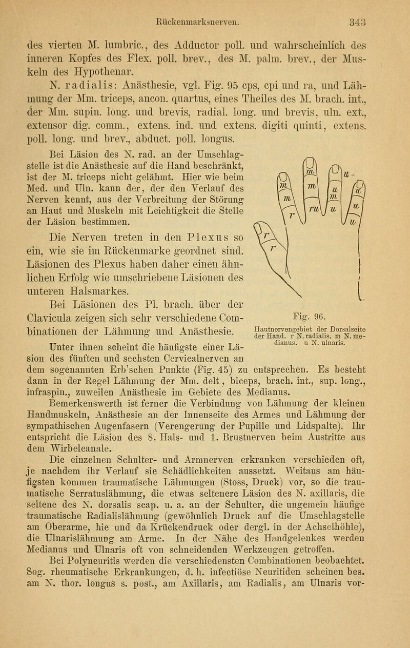 des vierteil M. lumbric, des Adductor poll. und wahrscheinlich des inneren Kopfes des Flex. poll. brev., des M. palm. brev., der Mus- keln des Hypothenar. N. radialis: Anästhesie, vgl. Fig\ 95 cps, cpi und ra, und Läh- mung' der Mm. triceps, ancon. quartus, eines Theiles des M. brach, int., der Mm. supin. long, und brevis, radial, long, und brevis, uln. ext., extensor dig. comm., extens. ind. und extens. digiti quinti, extens. poll. long, und brev., abduct. poll. longus. Bei Läsion des N. racl. an der Umschlag- stelle ist die Anästhesie auf die Hand beschränkt, ist der M. triceps nicht gelähmt. Hier wie beim Med. und Uln. kann der, der den Verlauf des Nerven kennt, aus der Verbreitung der Störung an Haut und Muskeln mit Leichtigkeit die Stelle der Läsion bestimmen. Die Nerven treten in den Plexus so ein, wie sie im Rückenmarke geordnet sind. Läsionen des Plexus haben daher einen ähn- lichen Erfolg wie umschriebene Läsionen des unteren Halsmarkes. Bei Läsionen des PI. brach, über der Clavicula zeigen sich sehr verschiedene Com- binationen der Lähmung und Anästhesie. Fig. 96. HautnervengelDiet der Dorsalseite der Hand, r N. radialis, m N. me- dianus. Ti N. ulnaris. Unter ihnen scheint die häufigste einer Lä- sion des fünften und sechsten Cervicalnerven an dem sogenannten Erb'schen Punkte (Fig. 45) zu entsprechen. Es besteht dann in der Regel Lähmung der Mm. delt, biceps, brach. int, sup. long., infraspin., zuweilen Anästhesie im Gebiete des Medianus. Bemerkenswerth ist ferner die Verbindung von Lähmung der kleinen Handmuskeln, Anästhesie an der Innenseite des Armes und Lähmung der sympathischen Augenfasern (Verengerung der Pupille und Lidspalte). Ihr entspricht die Läsion des 8. Hals- und 1. Brustnerven beim Austritte aus dem Wirbelcanale. Die einzelnen Schulter- und Armnerven erkranken verschieden oft, je nachdem ihr Verlauf sie Schädlichkeiten aussetzt. Weitaus am häu- figsten kommen traumatische Lähmungen (Stoss, Druck) vor, so die trau- matische Serratuslähmung, die etwas seltenere Läsion des N. axillaris, die seltene des N. dorsalis scap. u. a. an der Schulter, die ungemein häufige traumatische Radialislähmung (gewöhnlich Druck auf die Umschlagstelle am Oberarme, hie und da Krückendruck oder dergl. in der Achselhöhle), die Ulnarislähmung am Arme. In der Nähe des Handgelenkes werden Medianus und Ulnaris oft von schneidenden Werkzeugen getroffen. Bei Polyneuritis werden die verschiedensten Combinationen beobachtet. Sog. rheumatische Erkrankungen, d. h. infectiöse Neuritiden scheinen bes. am N. thor. longus s. post., am Axillaris, am Radialis, am Ulnaris vor-