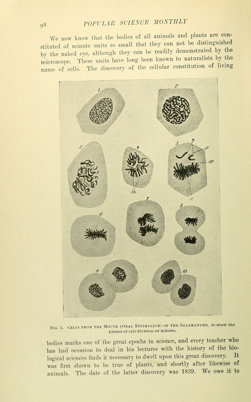 We now know that the bodies of all animals and plants are con- stituted of minute units so small that they can not be distinguished by the naked eye, although they can be readily demonstrated by the microscope These units have long been known to naturalists by the name of cells The discovery of the cellular constitution of living Fig. 3. Cells from the Mouth (Oral Epithelium) of the Salamander, to show the phases of cell division or mitosis. bodies marks one of the great epochs in science, and every teacher who has had occasion to deal in his lectures with the history of the bio- logical sciences finds it necessary to dwell upon this great discovery. It was first shown to be true of plants, and shortly after likewise of animals. The date of the latter discovery was 1839. We owe it to