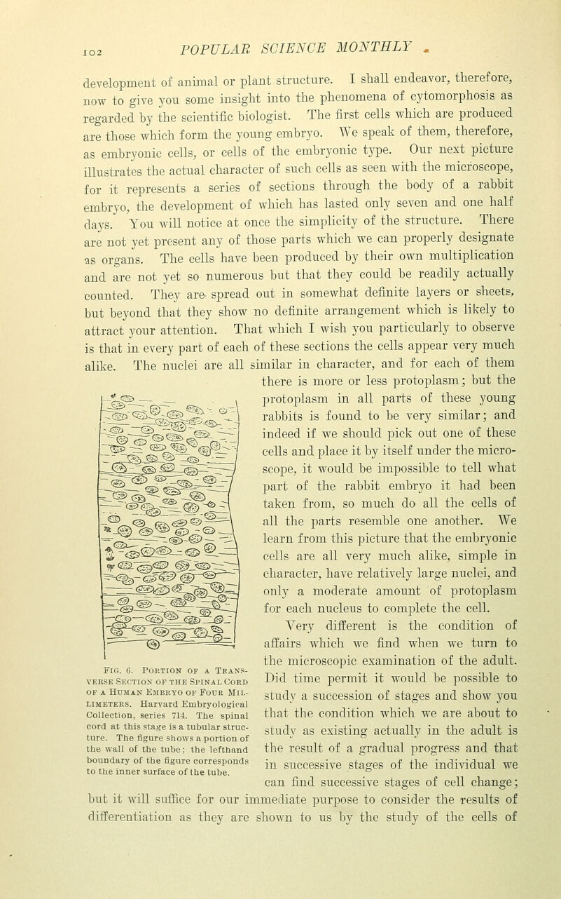 development of animal or plant structure. I shall endeavor, therefore, now to give you some insight into the phenomena of cytomorphosis as regarded by the scientific biologist. The first cells which are produced are those which form the young embryo. We speak of them, therefore, as embryonic cells, or cells of the embryonic type. Our next picture illustrates the actual character of such cells as seen with the microscope, for it represents a series of sections through the body of a rabbit embryo, the development of which has lasted only seven and one half days. You will notice at once the simplicity of the structure. There are not yet present any of those parts which we can properly designate as organs. The cells have been produced by their own multiplication and are not yet so numerous but that they could be readily actually counted. They are spread out in somewhat definite layers or sheets, but beyond that they show no definite arrangement which is likely to attract your attention. That which I wish you particularly to observe is that in every part of each of these sections the cells appear very much alike. The nuclei are all similar in character, and for each of them there is more or less protoplasm; but the protoplasm in all parts of these young rabbits is found to be very similar; and indeed if we should pick out one of these cells and place it by itself under the micro- scope, it would be impossible to tell what part of the rabbit embryo it had been taken from, so much do all the cells of all the parts resemble one another. We learn from this picture that the embryonic cells are all very much alike, simple in character, have relatively large nuclei, and only a moderate amount of protoplasm for each nucleus to complete the cell. Very difi'erent is the condition of affairs which we find when we turn to the microscopic examination of the adult. Did time permit it would be possible to study a succession of stages and show you that the condition which we are about to study as existing actually in the adult is the result of a gradual progress and that in successive stages of the individual we can find successive stages of cell change; but it will suffice for our immediate purpose to consider the results of differentiation as they are shown to us by the study of the cells of Fig. 6. PoKTiON OF A Trans- verse Section of the Spinal Cord OF A Human Embryo of Four Mil- limeters. Harvard Embryological Collection, series 714. The spinal cord at this stage is a tubular struc- ture. The figure shows a portion of the wall of the tube; the lefthand boundary of the figure corresponds to the inner surface of the tube.
