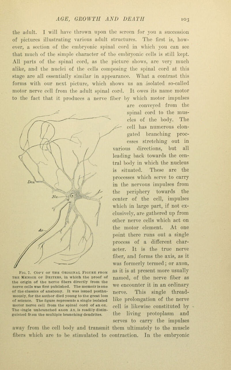 the adult. I will have thrown upon the screen for you a succession of pictures illustrating various adult structures. The first is, how- ever, a section of the embryonic spinal cord in Avhich you can see that much of the simple character of the embryonic cells is still kept. All parts of the spinal cord, as the picture shows, are very much alike, and the nuclei of the cells composing the spinal cord at this stage are all essentially similar in appearance. What a contrast this forms with our next picture, which shows us an isolated so-called motor nerve cell from the adult spinal cord. It owes its name motor to the fact that it produces a nerve fiber by which motor impulses are conveyed from the spinal cord to the mus- cles of the body. The j^ cell has numerous elon- gated branching proc- esses stretching out in various directions, but all leading back towards the cen- tral body in which the nucleus is situated. These are the processes which serve to carry in the nervous impulses from the periphery towards the center of the cell, impulses which in large part, if not ex- clusively, are gathered up from other nerve cells which act on the motor element. At one point there runs out a single process of a different char- acter. It is the true nerve filjer, and forms the axis, as it was formerly termed; or axon, as it is at present more usually Fig. 7. Copy of the Okiginal Figure from THE Memoir of deiters, in which the proof of named, of the nerve fiber as the origin of the nerve fibers directly irom the nerve ceUs was first published. The raemoir is one of the classics of anatomy. It was issued posthu- mously, for the author died young to the great loss of science. The figure represents a single isolated motor nerve cell from the spinal cord of an ox. The-ingle unbrunched axon Ax, is readily distin- guished from the multiple branching dendrites. we encounter it in an ordinary nerve. This single thread- like prolongation of the nerve cell is likewise constituted by the living protoplasm and serves to carry the impulses away from the cell body and transmit them ultimately to the muscle fibers which are to be stimulated to contraction. In the embrj'onic