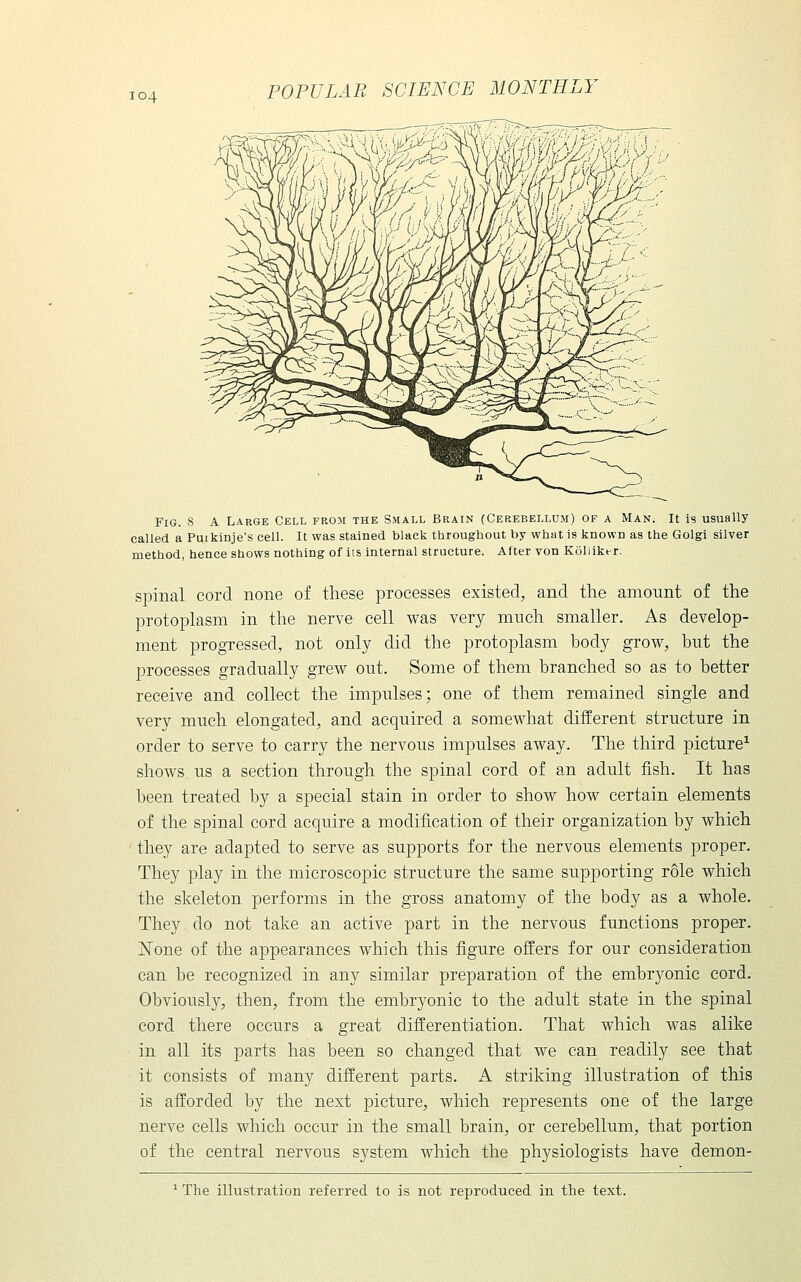 Fig. 8 A Large Cell from the Small Brain (Cerebellum) of a Man. It is usually called a Puikinje's cell. It was stained black throughout by what is known as the Golgi silver method, hence shows nothing of its internal structure. After von Kollikt-r. spinal cord none of these processes existed, and the amount of the protoplasm in the nerve cell was very much smaller. As develop- ment progressed, not only did the protoplasm hody grow, but the processes gradually grew out. Some of them branched so as to better receive and collect the impulses; one of them remained single and very much elongated, and acquired a somewhat different structure in order to serve to carry the nervous impulses away. The third picture^ shows us a section through the spinal cord of an adult fish. It has been treated by a special stain in order to show how certain elements of the spinal cord acquire a modification of their organization by which • they are adapted to serve as supports for the nervous elements proper. They play in the microscopic structure the same supporting role which the skeleton performs in the gross anatomy of the body as a whole. They do not take an active part in the nervous functions proper. None of the appearances which this figure offers for our consideration can be recognized in any similar preparation of the embryonic cord. Obviously, then, from the embryonic to the adult state in the spinal cord there occurs a great differentiation. That which was alike in all its parts has been so changed that we can readily see that it consists of many different parts. A striking illustration of this is afforded by the next picture, which represents one of the large nerve cells which occur in the small brain, or cerebellum, that portion of the central nervous system which the physiologists have demon- ^ The illustration referred to is not reproduced in the text.