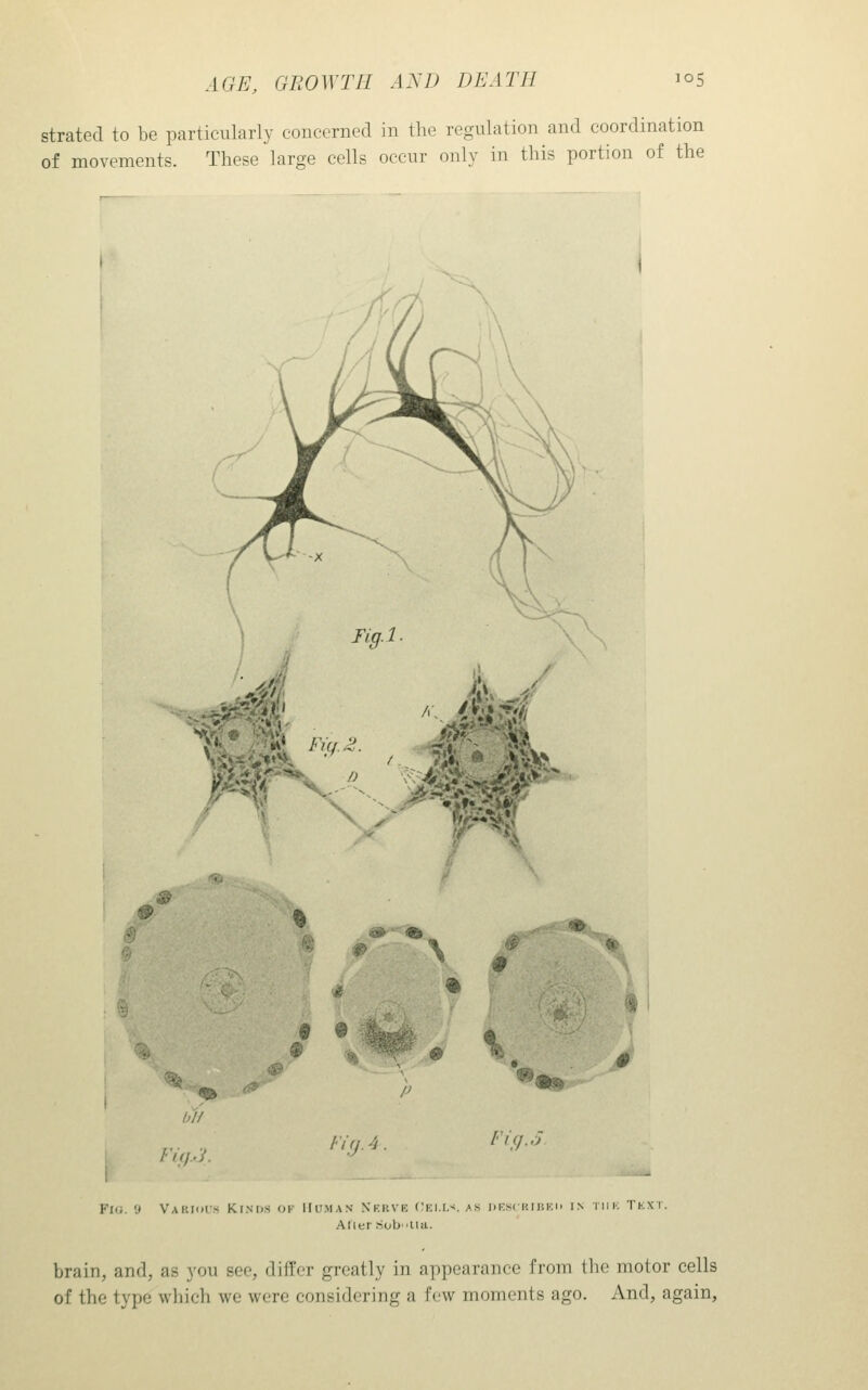 strated to be particularly concerned in the regulation and coordination of movements. These large cells occur only in this portion of the Jus, yf. fVf/ y. jfj?*- ■.%1i ■\> & ^ ^ % 9 ^ ipr'^il^ \ hi/ (^ Fifl/L l-'i'l 'i Fif.}. J Fii;. y Vakiois Kinds of Human Nkkvk V,y.\.\.- Arier Soblla. DKSCKII'.KIi IN TliK TKXT. brain, and, as you see, differ greatly in appearance from the motor cells of the type which we were considering a few moments ago. And, again,