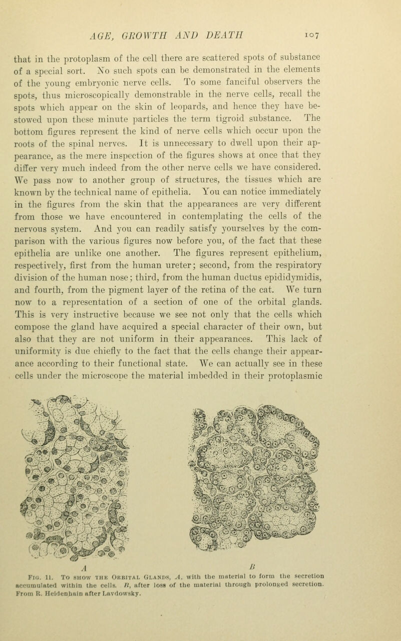 that in the protoplasm of the cell there are scattered spots of substance of a special sort, is^o such spots can be demonstrated in the elements of the young embryonic nerve cells. To some fanciful observers the spots, thus microscopically demonstrable in the nerve cells, recall the spots which appear on the skin of leopards, and hence they have be- stowed upon these minute particles the term tigroid substance. The bottom figures represent the kind of nerve cells which occur upon the roots of the spinal nerves. It is unnecessary to dwell upon their ap- pearance, as the mere inspection of the figures shows at once that they differ very much indeed from the other nerve cells we have considered. We pass now to another group of structures, the tissues which are known by the technical name of epithelia. You can notice immediately in the figures from the skin that the appearances are very different from those we have encountered in contemplating the cells of the nervous system. And you can readily satisfy yourselves by the com- parison with the various figures now before you, of the fact that these epithelia are unlike one another. The figures represent epithelium, respectivel}^, first from the human ureter; second, from the respiratory division of the human nose; third, from the human ductus epidid3miidis, and fourth, from the pigment layer of the retina of the cat. We turn now to a representation of a section of one of the orbital glands. This is very instructive because we see not only that the cells which compose the gland have acquired a special character of their own, but also that they are not uniform in their appearances. This lack of uniformity is due chiefly to the fact that the cells change their appear- ance according to their functional state. We can actually see in these cells under the microscope the material imbedded in their protoplasmic A Ji Fig. 11. To snow tiik Okbitai, Glands, A, with the inrtterinl to form the secretion acfMJraulateU within the cells. /?, after loss of the material through prolonf^ed secretion. P'rorn R. Hei^lenbain after Lavdowsky.