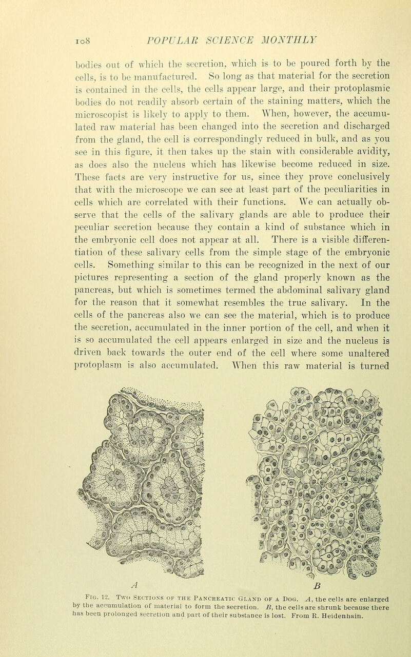 bodies out of which the secretion, which is to be poured forth by the cells, is to be manufactured. So long as that material for the secretion is contained in the cells, the cells appear large, and their protoplasmic bodies do not readily absorb certain of the staining matters, which the microscopist is likely to apply to them. When, however, the accumu- lated raw material has been changed into the secretion and discharged from the gland, the cell is correspondingly reduced in bulk, and as you see in this figure, it then takes up the stain with considerable avidity, as does also the nucleus which has likewise become reduced in size. These facts are very instructive for us, since they prove conclusively that with the microscope we can see at least part of the peculiarities in cells which are correlated with their functions. We can actually ob- serve that the cells of the salivary glands are able to produce their peculiar secretion because they contain a kind of substance which in the embryonic cell does not appear at all. There is a visible differen- tiation of these salivary cells from the simple stage of the embryonic cells. Something similar to this can be recognized in the next of our pictures representing a section of the gland properly known as the pancreas, but which is sometimes termed the abdominal salivary gland for the reason that it somewhat resembles the true salivary. In the cells of the pancreas also we can see the material, which is to produce the secretion, accumulated in the inner portion of the cell, and when it is so accumulated the cell appears enlarged in size and the nucleus is driven back towards the outer end of the cell where some unaltered protoplasm is also accumulated. When this raw material is turned Pig. 12. Two Sections of the Pancreatic Gland of a Dog. A, the cells are enlarged by the accumulation of material to form the secretion. B, the cells are shrunk because there has been prolonged secretion and part of their substance is lost. From R. Heidenhain.
