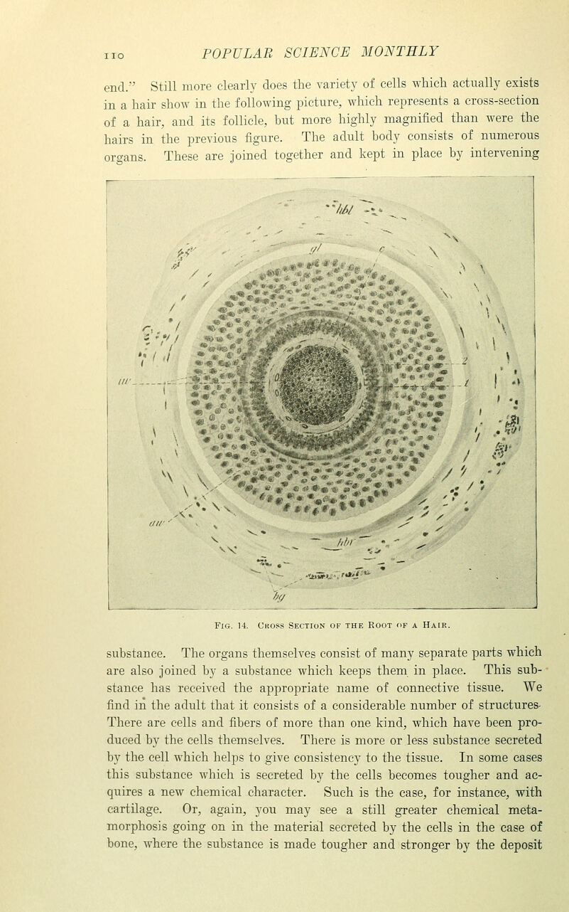 end. Still more clearly does the variety of cells which actually exists in a hair show in the following picture, which represents a cross-section of a hair, and its follicle, hut more highly magnified than were the hairs in the previous figure. The adult body consists of numerous organs. These are joined together and kept in place by intervening ''//^/ '\,^ w ^•■5l.: ■■','••»'/'*' /^f/ Fig. 14. Ckoss Section of the Root of a Hair. substance. The organs themselves consist of many separate parts which are also joined by a substance which keeps them in place. This sub- stance has received the appropriate name of connective tissue. We find in the adult that it consists of a considerable number of structures- There are cells and fibers of more than one kind, which have been pro- duced by the cells themselves. There is more or less substance secreted by the cell which helps to give consistency to the tissue. In some cases this substance which is secreted by the cells becomes tougher and ac- quires a new chemical character. Such is the case, for instance, with cartilage. Or, again, you may see a still greater chemical meta- morphosis going on in the material secreted by the cells in the case of bone, where the substance is made tougher and stronger by the deposit