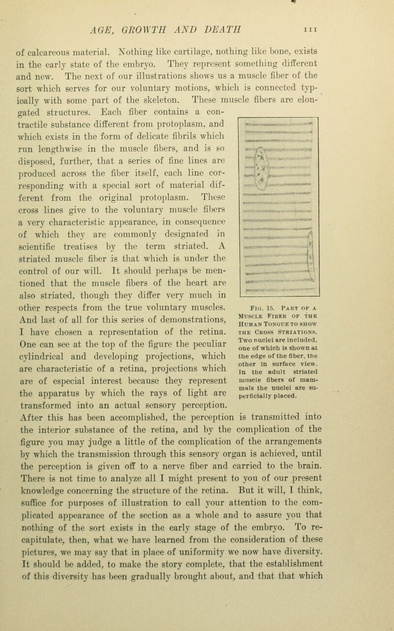 of calcareous material. Nothing like cartilage, nothing like bone, exists in the early state of the embryo. They represent something different and new. The next of our illustrations shows us a muscle fiber of the sort which serves for our voluntary motions, which is connected typ- ically with some part of the skeleton. These muscle fibers are elon- gated structures. Each fiber contains a con- tractile substance different from protoplasm, and | •■ - ~- which exists in the form of delicate fibrils which run lengthwise in the muscle fibers, and is so disposed, further, that a series of fine lines are produced across the fiber itself, each line cor- responding with a special sort of material dif- ferent from the original protoplasm. These cross lines give to the voluntary muscle fibers a very characteristic appearance, in consequence of which they are commonly designated in scientific treatises by the term striated. A striated muscle fiber is that which is under the control of our will. It should perhaps be men- tioned that the muscle fibers of the heart are also striated, though they differ very much in other respects from the true voluntary muscles. And last of all for this series of demonstrations, I have chosen a representation of the retina. One can see at the top of the figure the peculiar cylindrical and developing projections, which are characteristic of a retina, projections which are of especial interest because they represent the apparatus by which the rays of light are transformed into an actual sensory perception. After this has been accomplished, the perception is transmitted into the interior substance of the retina, and by the complication of the figure you may judge a little of the complication of the arrangements by which the transmission through this sensory organ is achieved, until the perception is given off to a nerve fiber and carried to the brain. There is not time to analyze all I might present to you of our present knowledge concerning the structure of the retina. But it will, I think, suffice for purposes of illustration to call your attention to the com- plicated appearance of the section as a whole and to assure you that nothing of the sort exists in the early stage of the embryo. To re- capitulate, then, what we have learned from the consideration of these pictures, we may say that in place of uniformity we now have diversity. It should be added, to make the story complete, that the establishment of this diversity has been gradually brought about, and that that which Fig. 15. Part of a MU.SCLE Fiber of the Human ToNcrE to show THE Cross Striations. Two nuclei are included, one of which is shown at the edge of the fiber, the other in surface view. In the adult striated muscle fibers of mam- mals the nuclei are su- perficially placed.