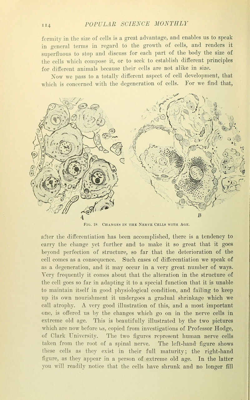 fcrmity in the size of cells is a great advantage, and enables us to speak in general terms in regard to the growth of cells, and renders it superfluous to stop and discuss for each part of the body the size of the cells which compose it, or to seek to establish different principles for different animals because their cells are not alike in size. ISTow we pass to a totally different aspect of cell development, that which is concerned with the degeneration of cells. For we find that, ../H,;^^^ t ..... ,j ^^ 'v, '■::} -1. B Fig. 18. Changes in the Nerve Cells with Age. after the differentiation has been accomplished, there is a tendency to carry the change yet further and to make it so great that it goes beyond perfection of structure, so far that the deterioration of the cell comes as a consequence. Such cases of differentiation we speak of as a degeneration, and it may occur in a very great number of ways. Very frequently it conies about that the alteration in the structure of the cell goes so far in adapting it to a special function that it is unable to maintain itself in good physiological condition, and failing to keep up its own nourishment it undergoes a gradual shrinkage which we call atrophy. A very good illustration of this, and a most important one, is offered us by the changes which go on in the nerve cells in extreme old age. This is beautifully illustrated by the two pictures which are now before us, copied from investigations of Professor Hodge, of Clark University. The two figures represent human nerve cells taken from the root of a spinal nerve. The left-hand figure shows these cells as they exist in their full maturity; the right-hand figure, as they appear in a person of extreme old age. In the latter you will readily notice that the cells have shrunk and no longer fill