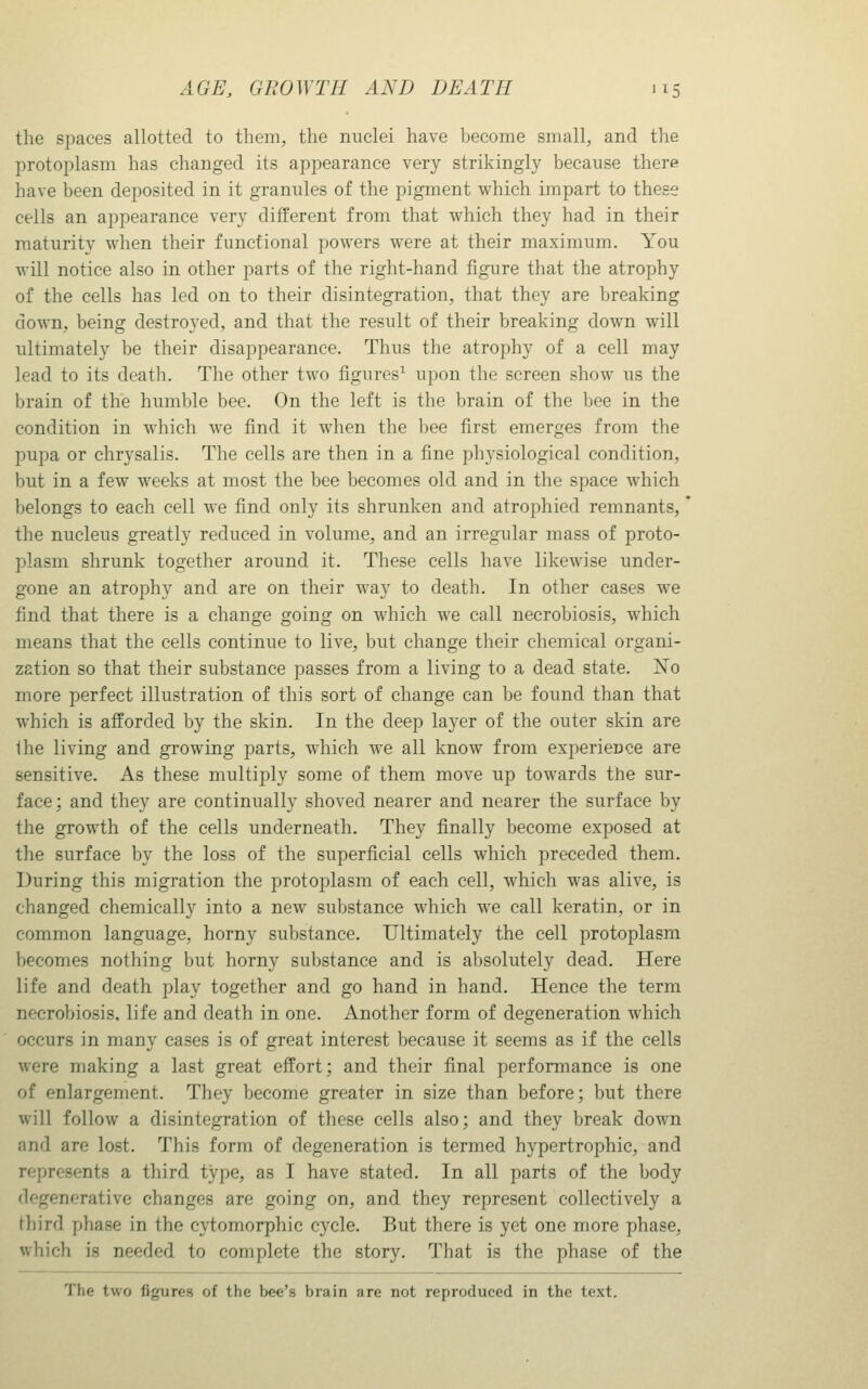 the spaces allotted to them, the nuclei have hecome small, and the protoplasm has changed its appearance very strikingly because there have been deposited in it granules of the pigment which impart to these cells an appearance very different from that which they had in their maturity when their functional powers were at their maximum. You will notice also in other parts of the right-hand figure that the atrophy of the cells has led on to their disintegration, that they are breaking down, being destroyed, and that the result of their breaking down will ultimately be their disappearance. Thus the atrophy of a cell may lead to its death. The other two figures^ upon the screen show us the brain of the humljle bee. On the left is the brain of the bee in the condition in which we find it when the bee first emerges from the pupa or chrysalis. The cells are then in a fine physiological condition, but in a few weeks at most the bee becomes old and in the space which belongs to each cell we find only its shrunken and atrophied remnants,' the nucleus greatly reduced in volume, and an irregular mass of proto- plasm shrunk together around it. These cells have likewise under- gone an atrophy and are on their way to death. In other cases we find that there is a change going on which we call necrobiosis, which means that the cells continue to live, but change their chemical organi- zation so that their substance passes from a living to a dead state. 'Ro more perfect illustration of this sort of change can be found than that which is afforded by the skin. In the deep layer of the outer skin are the living and growing parts, which we all know from experience are sensitive. As these multiply some of them move up towards the sur- face ; and they are continually shoved nearer and nearer the surface by the growth of the cells underneath. They finally become exposed at the surface by the loss of the superficial cells which preceded them. During this migration the protoplasm of each cell, which was alive, is changed chemically into a new substance which we call keratin, or in common language, horny substance. Ultimately the cell protoplasm becomes nothing but horny substance and is absolutely dead. Here life and death play together and go hand in hand. Hence the term necrobiosis, life and death in one. Another form of degeneration which occurs in many cases is of great interest because it seems as if the cells were making a last great effort; and their final performance is one of enlargement. They become greater in size than before; but there will follow a disintegration of these cells also; and they break down and are lost. This form of degeneration is termed hypertrophic, and represents a third type, as I have stated. In all parts of the body degenerative changes are going on, and they represent collectively a third phase in the cytomorphic cycle. But there is yet one more phase, which is needed to complete the story. That is the phase of the The two figures of the bee's brain are not reproduced in the text.