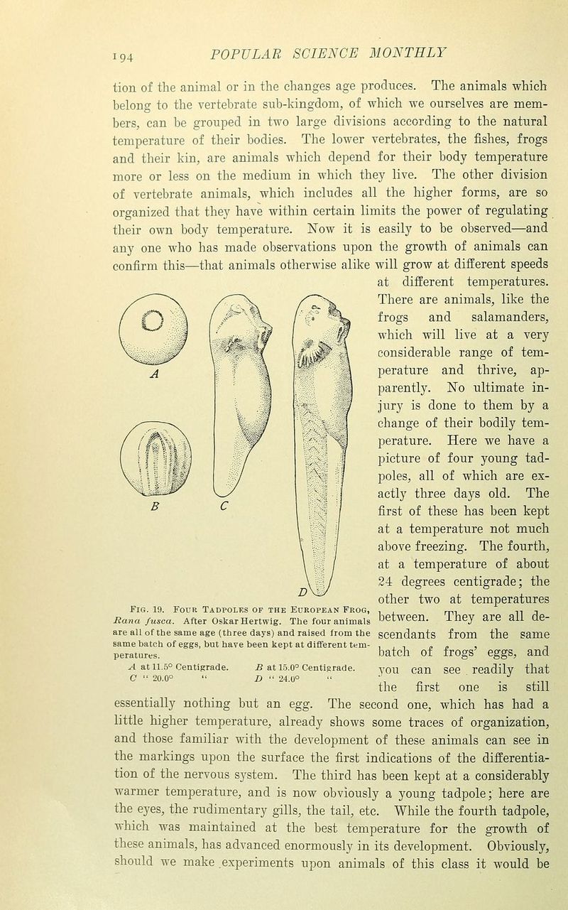 tion of the animal or in the changes age produces. The animals which belong to the vertebrate sub-kingdom, of which we ourselves are mem- bers, can be grouped in two large divisions according to the natural temperature of their bodies. The lower vertebrates, the fishes, frogs and their kin, are animals which depend for their body temperature more or less on the medium in which they live. The other division of vertebrate animals, which includes all the higher forms, are so organized that they have within certain limits the power of regulating their own body temperature. Now it is easily to be observed—and any one who has made observations upon the growth of animals can confirm this—that animals otherwise alike will grow at different speeds at different temperatures. There are animals, like the frogs and salamanders, which will live at a very considerable range of tem- perature and thrive, ap- parently. No ultimate in- Jury is done to them by a change of their bodily tem- perature. Here we have a picture of four young tad- poles, all of which are ex- actly three days old. The first of these has been kept at a temperature not much above freezing. The fourth, at a temperature of about 24 degrees centigrade; the other two at temperatures Pig. 19. Four Tadpoles of the Eukopean Prog, , , rr>v, n A Rana fusca. After OskarHertwig. The four animals between. i hey are aii QC- are all of the same age (three days) and raised from the sCCndants from the Same same batch of eggs, but have been kept at different tern- , , n « ^ , -, peratares. oatch of frogs cggs, and yl at 11.5° Centigrade. £ at 15.0° Centigrade. you Can SCC readily that C  20.0°  D  24.0°  •. n , • ,-n the first one is still essentially nothing but an egg. The second one, which has had a little higher temperature, already shows some traces of organization, and those familiar with the development of these animals can see in the markings upon the surface the first indications of the differentia- tion of the nervous system. The third has been kept at a considerably warmer temperature, and is now obviously a young tadpole; here are the eyes, the rudimentary gills, the tail, etc. While the fourth tadpole, which was maintained at the best temperature for the growth of these animals, has advanced enormously in its development. Obviously, should we make .experiments upon animals of this class it would be