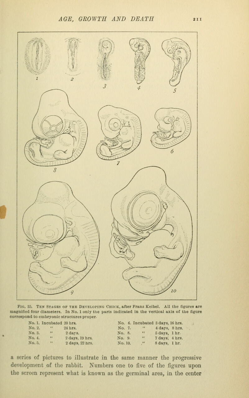 I Fig. 35. Ten Stages of the Developing Chick, after Franz Keibel. All the figures are magnified four diameters. In No. 1 only the parts indicated in the vertical axis of the figure correspond to embryonic structures proper. No. 1. Incubated 20 hrs. No. 6. Incubated 3 days, 16 hrs. No. 2. 24 hrs. No. 7. 4 days, 8 hrs. No. 3. 2 days. No. 8. 5 days, 1 hr. No. 4. 2 days, 19 hrs. No. 9. 7 days, 4 hrs. No. 5. 2 days, 22 hrs. No. 10. . 8 days, 1 hr. a series of pictures to illustrate in the same manner the progressive development of the rabbit. Numbers one to five of the figures upon the screen represent what is known as the germinal area, in the center