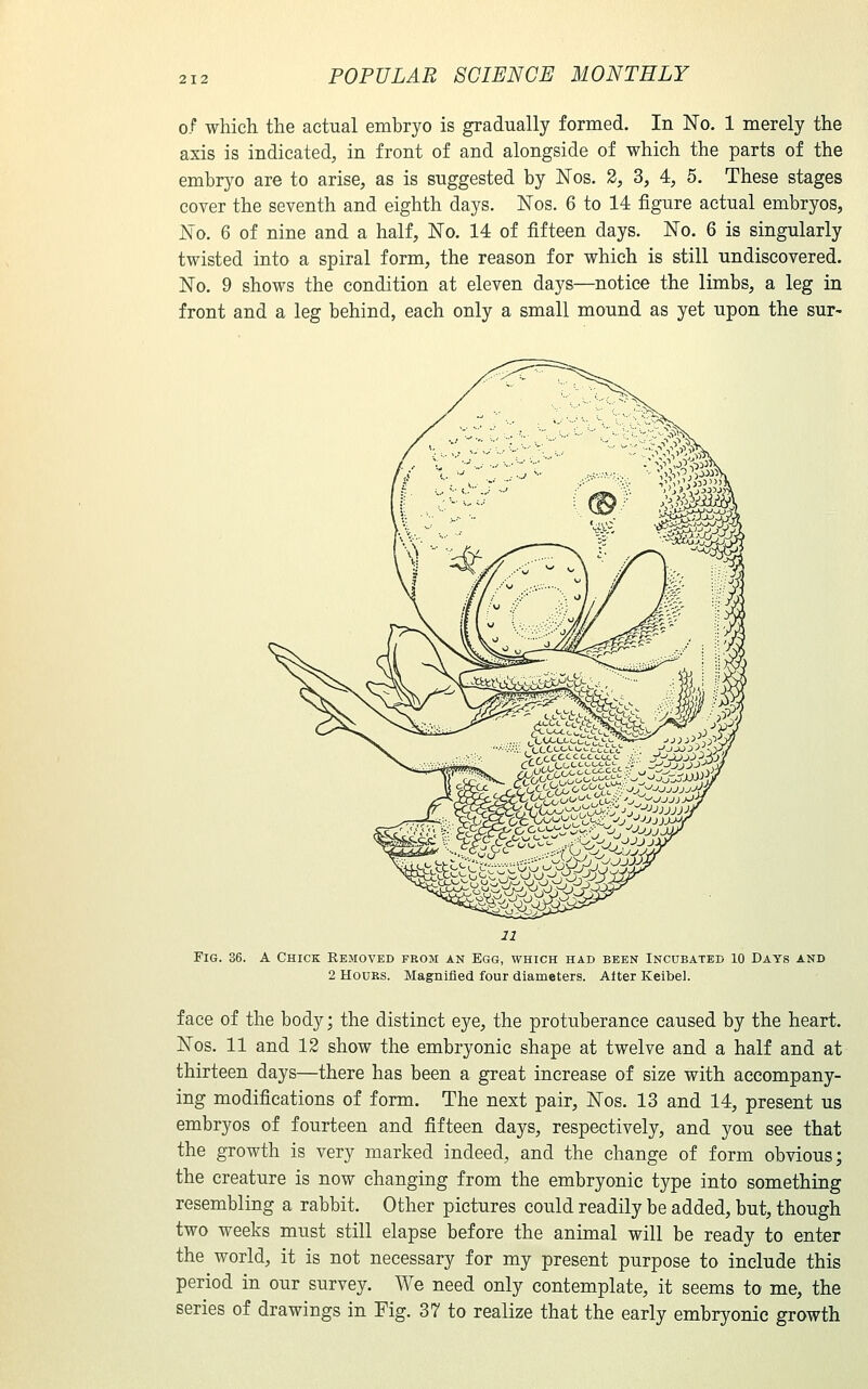 of which the actual embryo is gradually formed. In No. 1 merely the axis is indicated, in front of and alongside of which the parts of the embryo are to arise, as is suggested by Nos. 2, 3, 4, 5. These stages cover the seventh and eighth days. Nos. 6 to 14 figure actual embryos, No. 6 of nine and a half. No. 14 of fifteen days. No. 6 is singularly twisted into a spiral form, the reason for which is still undiscovered. No. 9 shows the condition at eleven days—notice the limbs, a leg in front and a leg behind, each only a small mound as yet upon the sur- Fig. 36. A Chick Removed from an Egg, which had been Incubated 10 Days and 2 Hours. Magnified four diameters. After Keibel. face of the body; the distinct eye, the protuberance caused by the heart. Nos. 11 and 12 show the embryonic shape at twelve and a half and at thirteen days—there has been a great increase of size with accompany- ing modifications of form. The next pair, Nos. 13 and 14, present us embryos of fourteen and fifteen days, respectively, and you see that the growth is very marked indeed, and the change of form obvious; the creature is now changing from the embryonic type into something resembling a rabbit. Other pictures could readily be added, but, though two weeks must still elapse before the animal will be ready to enter the world, it is not necessary for my present purpose to include this period in our survey. We need only contemplate, it seems to me, the series of drawings in Fig. 37 to realize that the early embryonic growth