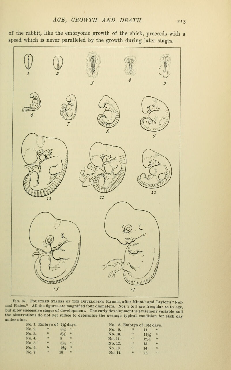 of the rabbit, like the embryonic growth of the chick, proceeds with a speed which is never paralleled by the growth during later stages. Fig. 37. Fourteen Stages of the Developing Rabbit, after Minot's and Taylor's  Nor- mal Plates. All the figures are magnified four diameters. Nos. 2 to 5 are irregiilar as to age, but show successive stages of development. The early development is extremely variable and the observations do not yet suffice to determine the average typical condition for each day under nine. No. 1. Embryo of 7^ days. No. 8. Embryo of 103^ days. No. 2. 814  No. 3. 8^  No. 4. ' 8  No. 5. S%  No. 6. 9K  No. 7. 10 No. 9. 11 No. 10. 31^ No. 11. 12}^ No. 12. 13 No. 13. 14 No. 14. 15
