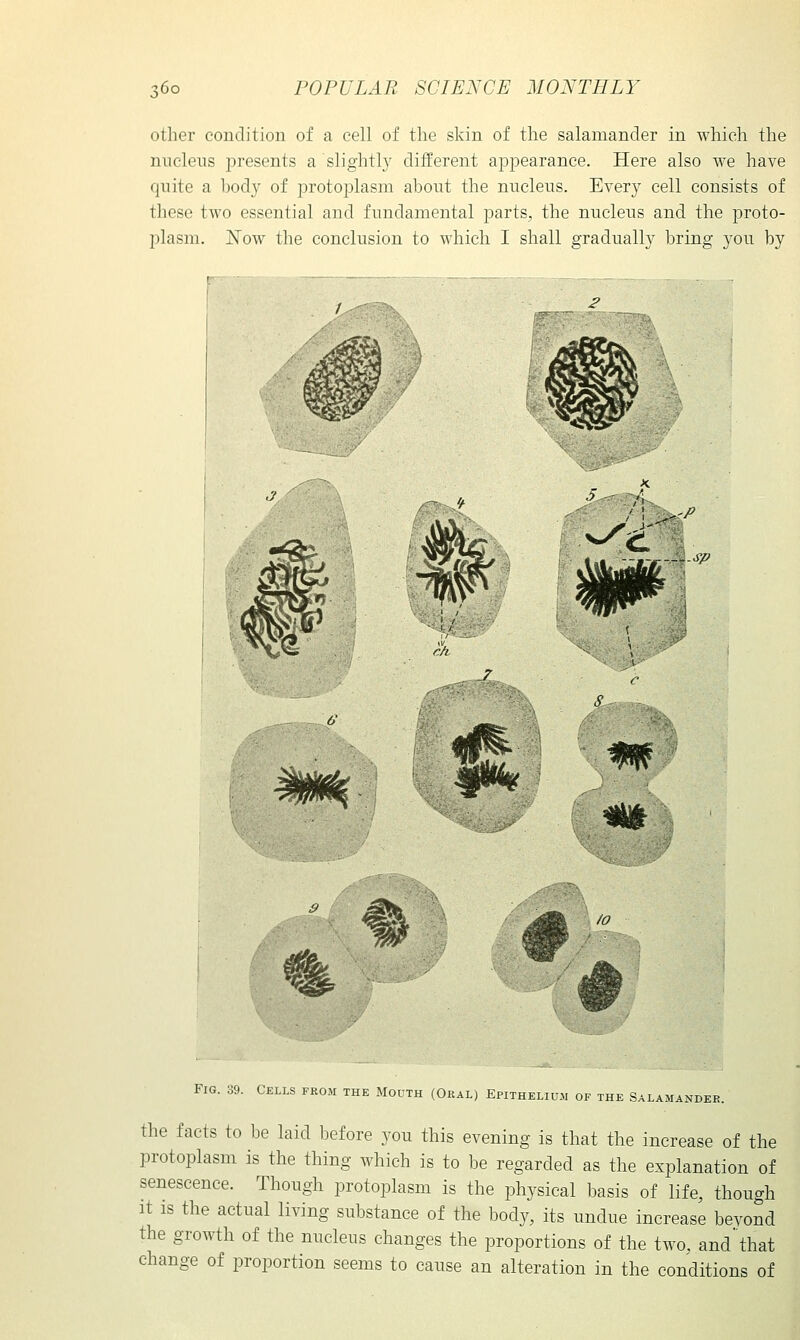 other condition of a cell of the skin of the salamander in which the nucleus j^resents a slightl}' different appearance. Here also we have quite a hody of protoplasm about the nucleus. Every cell consists of these two essential and fundamental parts, the nucleus and the proto- jDlasm. Now the conclusion to which I shall gradually bring you by J -^■■•'- '^ - ^ .-'/' rh '-^^ /O Fig. 39. Cells from the Mouth (Oral) Epithelium of the Salamander. the facts to be laid before you this evening is that the increase of the protoplasm is the thing which is to be regarded as the explanation of senescence. Though protoplasm is the physical basis of life, though It IS the actual living substance of the body, its undue increase bevond the growth of the nucleus changes the proportions of the two, and'that change of proportion seems to cause an alteration in the conditions of