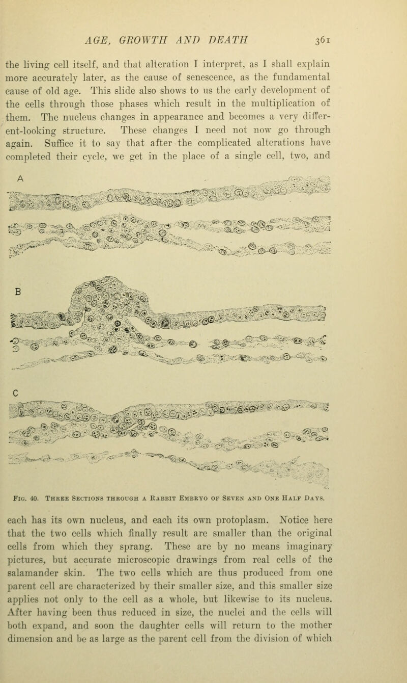 the living cell itself, and that alteration I inteq^ret, as I shall explain more accurately later, as the cause of senescence, as the fundamental cause of old age. This slide also shows to us the early development of the cells through those phases which result in the multiplication of them. The nucleus changes in appearance and becomes a very differ- ent-looking structure. These changes I need not now go through again. Suffice it to say that after the complicated alterations have completed their cycle, we get in the place of a single cell, two, and ^pi^sfeK, ^^^^m^^m^^mB^m ^rm:m> •-^ -'^^^'ii 'W''-^ -'^'- ^^ t-s^ € ^^kS^i^'^'^'^ 13 Fig. 40. Three Sections through a Rabbit Embryo of Seven and One Half Days. each has its own nucleus, and each its own protoplasm. Xotice here that the two cells which finally result are smaller than the original cells from which they sprang. These are by no means imaginary pictures, but accurate microscopic drawings from real cells of the salamander skin. The two cells which are thus produced from one parent cell are characterized by their smaller size, and this smaller size applies not only to the cell as a whole, but likewise to its nucleus. After having been thus reduced in size, the nuclei and the cells will both expand, and soon the daughter cells will return to the mother dimension and be as large as the parent cell from the division of which