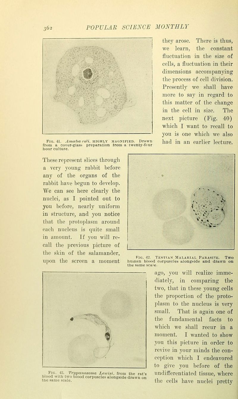 Fig. 41. ^OTce6a ro/t, HIGHLY magnified. Drawn from a cover-glass preparation Irom a twenty-four hour culture. they arose. There is thus, we learn, the constant fluctuation in the size of cells, a fluctuation in their dimensions accompanying the process of cell division. Presently we shall have more to say in regard to this matter of the change in the cell in size. The next picture (Fig. 40) which I want to recall to you is one which we also had in an earlier lecture. These represent slices through a very young rabbit before any of the organs of the rabbit have begun to develop. We can see here clearly the nuclei, as I pointed out to you before, nearly uniform in structure, and you notice that the protoplasm around each nucleus is quite small in amount. If you will re- call the previous picture of the skin of the salamander, upon the screen a moment \ . Fig. 43. rrypanosoma Lewisi, from blood with two blood corpuscles alongside the same scale. KiG. 42. Tekttan Malarial Parasite. Two huiDfin blood corpuscles alongside and drawn on the same scale. ago, you will realize imme- diately, in comparing the two, that in these young cells the proportion of the proto- plasm to the nucleus is very small. That is again one of the fundamental facts to which we shall recur in a moment. I wanted to show you this picture in order to revive in your minds the con- ception which I endeavored to give you before of the undifferentiated tissue, where the cells have nuclei pretty the rat's drawn on
