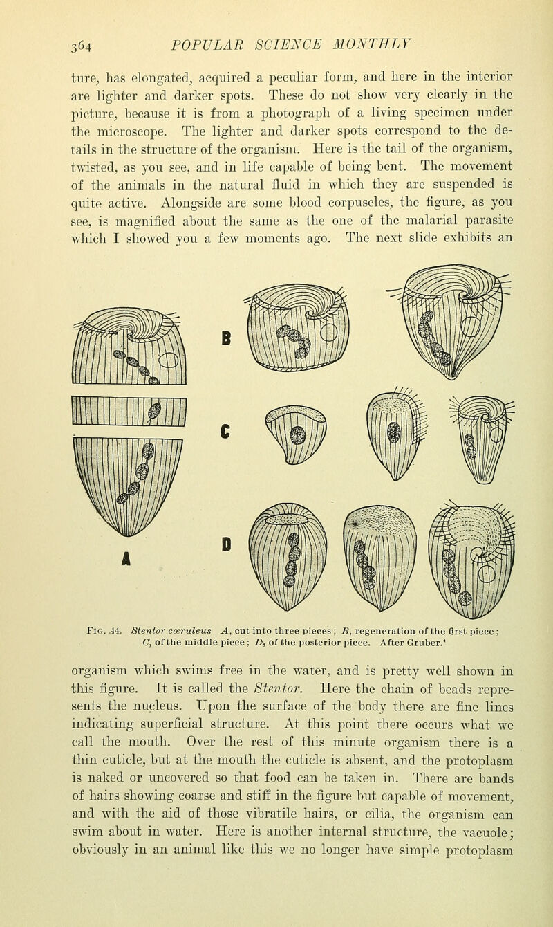 ture^ has elongated, acquired a peculiar form, and here in the interior are lighter and darker spots. These do not show very clearly in the picture, because it is from a photograph of a living specimen under the microscope. The lighter and darker spots correspond to the de- tails in the structure of the organism. Here is the tail of the organism, twisted, as you see, and in life capable of being bent. The movement of the animals in the natural fluid in which they are suspended is quite active. Alongside are some blood corpuscles, the figure, as you see, is magnified about the same as the one of the malarial parasite which I showed you a few moments ago. The next slide exhibits an B i Fig. ,44. Stenior coeruleus ^, cut into three pieces ; i?, regeneration of the first piece; C, of the middle piece ; D, of the posterior piece. After Gruber. organism which swims free in the water, and is pretty M^ell shown in this figure. It is called the Stenior. Here the chain of beads repre- sents the nucleus. Upon the surface of the body there are fine lines indicating superficial structure. At this point there occurs what we call the mouth. Over the rest of this minute organism there is a thin cuticle, but at the mouth the cuticle is absent, and the protoplasm is naked or uncovered so that food can be taken in. There are bands of hairs showing coarse and stiff in the figure but capable of movement, and with the aid of those vibratile hairs, or cilia, the organism can swim about in water. Here is another internal structure, the vacuole; obviously in an animal like this we no longer have simple protoplasm