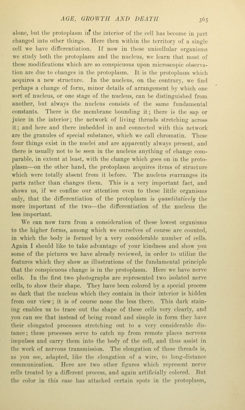 alone, but the protoplasm in the interior of the cell has become in part changed into other things. Here then within the territory of a single cell Ave have differentiation. If now in these unicellular organisms we study both the protoplasm and the nucleus, we learn that most of these modifications which are so conspicuous upon microscopic observa- tion are due to changes in the protoplasm. It is the protoplasm which acquires a new structure. In the nucleus, on the contrary, we find perhaps a change of form, minor details of arrangement by which one sort of nucleus, or one stage of the nucleus, can be distinguished from another, but always the nucleus consists of the same fundamental constants. There is the membrane bounding it; there is the sap or juice in the interior; the network of living threads stretching across it; and here and there imbedded in and connected with this network are the granules of special substance, which we call chromatin. These four things exist in the nuclei and are apparently always present, and there is usually not to be seen in the nucleus anything of change com- parable, in extent at least, with the change which goes on in the proto- plasm—on the other hand, the protoplasm acquires items of structure which were totally absent from it before. The nucleus rearranges its parts rather than changes them. This is a very important fact, and shows us, if we confine our attention even to these little organisms only, that the differentiation of the protoplasm is quantiiatively the more important of the two—the differentiation of the nucleus the less important. We can now turn from a consideration of these lowest organisms to the higher forms, among which we ourselves of course are counted, in which the body is formed by a very considerable number of cells. Again I should like to take advantage of your kindness and show you some of the pictures we have already reviewed, in order to utilize the features which they show as illustrations of the fundamental principle that the conspicuous change is in the protoplasm. Here we have nerve cells. In the first two photographs are represented two isolated nerve cells, to show their shape. They have been colored by a special process so dark that the nucleus which they contain in their interior is hidden from our view; it is of course none the less there. This dark stain- ing enables us to trace out the shape of these cells very clearly, and you can see that instead of being round and simple in form they have their elongated processes stretching out to a very considerable dis- tance; these processes serve to catch up from remote places nervous impulses and carry them into the body of the cell, and thus assist in the work of nervous transmission. The elongation of these threads is, as you see, adapted, like tlie elongation of a wire, to long-distance communication. Here are two other figures which represent nerve cells treated by a different process, and again artificially colored. But the color in this case has attacked certain spots in the protoplasm,