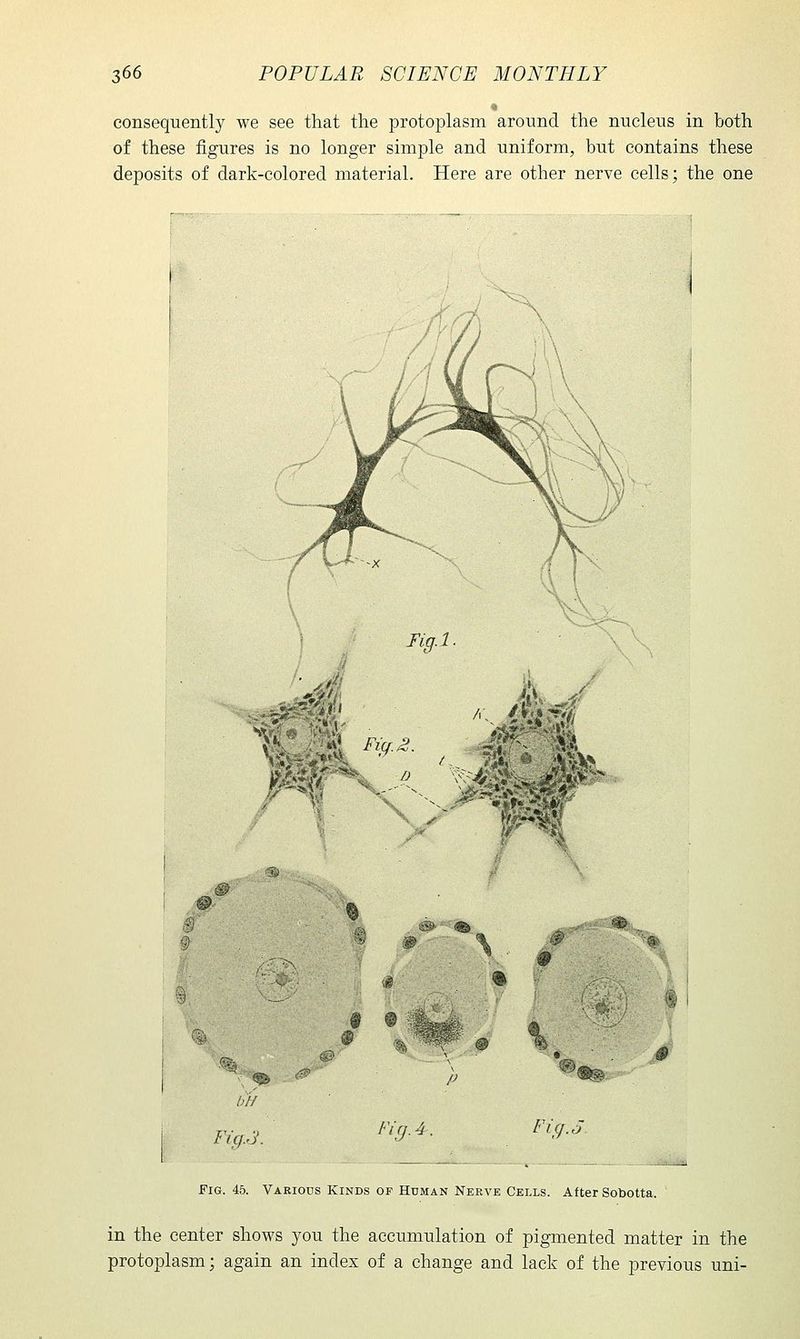 consequent!}^ we see that the protoplasm around the nucleus in both of these tigures is no longer simple and uniform, but contains these deposits of dark-colored material. Here are other nerve cells; the one lig.l. pM^' mi '0 bif & © ^^l. p Fig. 4. %i Fig. Fig./J. Fig. 46. Various Kinds of Human Nerve Cells. After Sobotta. in the center shows you the accumulation of pigmented matter in the protoplasm; again an index of a change and lack of the previous uni-