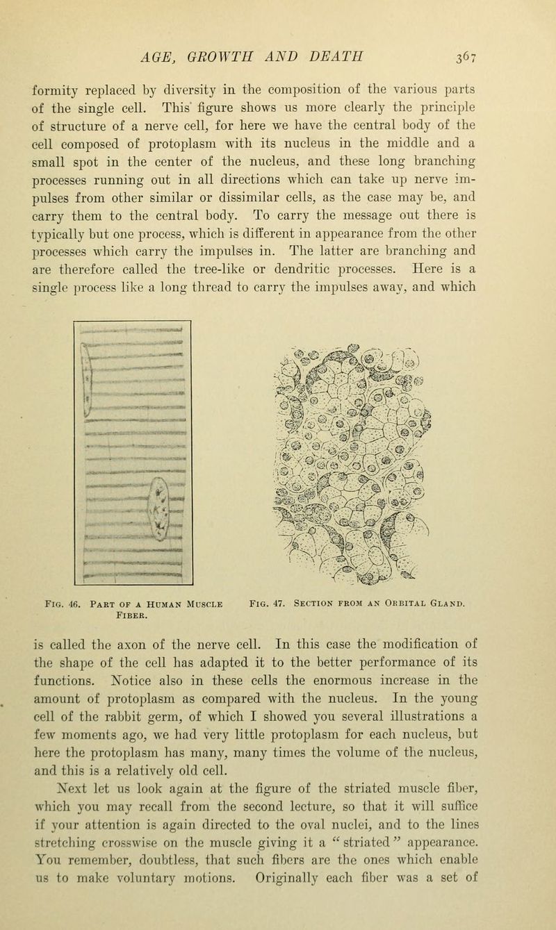 formity replaced by diversity in the composition of the various parts of the single cell. This' figure shows us more clearly the principle of structure of a nerve cell, for here we have the central body of the cell composed of protoplasm with its nucleus in the middle and a small spot in the center of the nucleus, and these long branching processes running out in all directions which can take up nerve im- pulses from other similar or dissimilar cells, as the case may be, and carry them to the central body. To carry the message out there is typically but one process, which is different in appearance from the other processes which carry the impulses in. The latter are branching and are therefore called the tree-like or dendritic processes. Here is a single process like a long thread to carry the impulses away, and which t*-— 'l^- MM».Mi<iai«irrft*wi liVi Fig. 46. Part of a Human Muscle Fiber. Fig. 47. Section from an Orbital Gland. is called the axon of the nerve cell. In this case the modification of the shape of the cell has adapted it to the better performance of its functions. Xotice also in these cells the enormous increase in the amount of protoplasm as compared with the nucleus. In the young cell of the rabbit germ, of which I showed you several illustrations a few moments ago, we had very little protoplasm for each nucleus, but here the protoplasm has many, many times the volume of the nucleus, and this is a relatively old cell. Xext let us look again at the figure of the striated muscle fiber, which you may recall from the second lecture, so that it will suffice if your attention is again directed to the oval nuclei, and to the lines stretching crosswise on the muscle giving it a  striated  appearance. You remember, doubtless, that such fibers are the ones which enable us to make voluntary motions. Originally each fiber was a set of