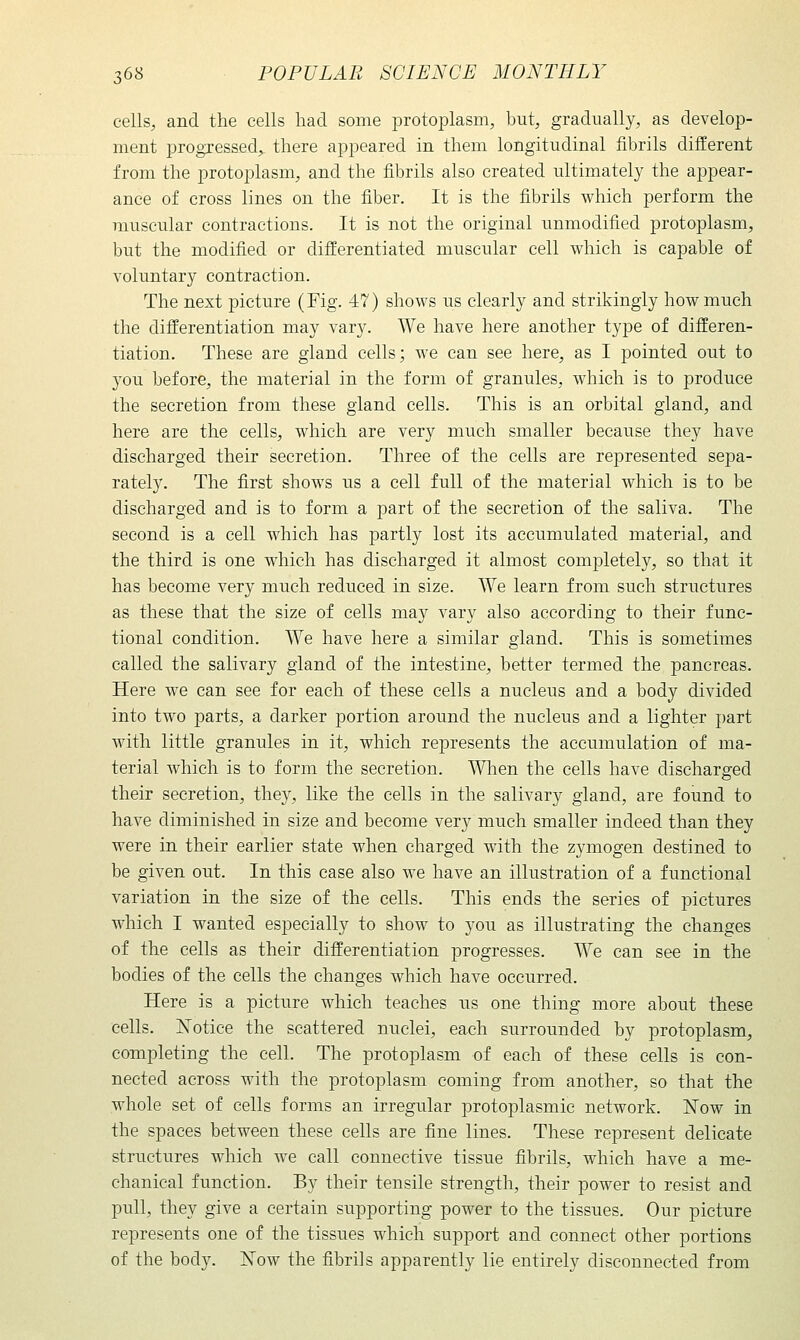 cells, and the cells had some protoplasm, but, gradually, as develop- ment progressed, there appeared in them longitudinal fibrils different from the protoplasm, and the fibrils also created ultimately the appear- ance of cross lines on the fiber. It is the fibrils which perform the Tnuseular contractions. It is not the original unmodified protoplasm, but the modified or difEerentiated muscular cell which is capable of voluntary contraction. The next picture (Fig. 47) shows us clearly and strilvingly how much the differentiation may vary. We have here another type of differen- tiation. These are gland cells; we can see here, as I pointed out to you before, the material in the form of granules, which is to produce the secretion from these gland cells. This is an orbital gland, and here are the cells, which are very much smaller because they have discharged their secretion. Three of the cells are represented sepa- rately. The first shows us a cell full of the material which is to be discharged and is to form a part of the secretion of the saliva. The second is a cell which has partly lost its accumulated material, and the third is one which has discharged it almost completely, so that it has become very much reduced in size. We learn from such structures as these that the size of cells may vary also according to their func- tional condition. We have here a similar gland. This is sometimes called the salivary gland of the intestine, better termed the pancreas. Here we can see for each of these cells a nucleus and a body divided into two parts, a darker portion around the nucleus and a lighter })art with little granules in it, which represents the accumulation of ma- terial which is to form the secretion. Wlien the cells have discharged their secretion, they, like the cells in the salivary gland, are found to have diminished in size and become very much smaller indeed than they were in their earlier state when charged with the zymogen destined to be given out. In this case also we have an illustration of a functional variation in the size of the cells. This ends the series of pictures which I wanted especially to show to you as illustrating the changes of the cells as their differentiation progresses. We can see in the bodies of the cells the changes which have occurred. Here is a picture which teaches us one thing more about these cells. ISTotice the scattered nuclei, each surrounded by protoplasm, completing the cell. The protoplasm of each of these cells is con- nected across with the protoplasm coming from another, so that the whole set of cells forms an irregular protoplasmic network. Now in the spaces between these cells are fine lines. These represent delicate structures which we call connective tissue fibrils, which have a me- chanical function. By their tensile strength, their power to resist and pull, they give a certain supporting power to the tissues. Our picture represents one of the tissues which support and connect other portions of the body. JN'ow the fibrils apparently lie entirely disconnected from