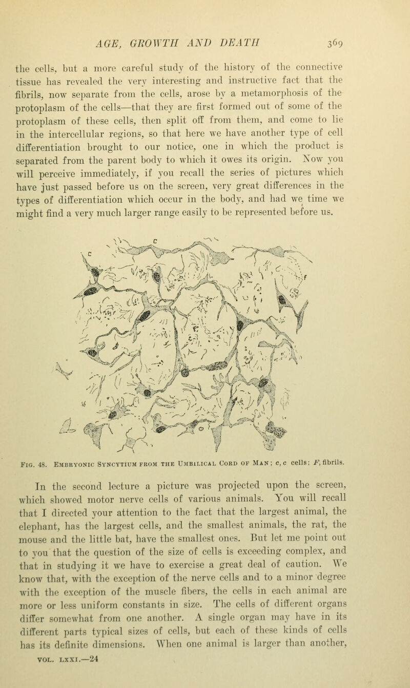 the cells, but a more careful study of the history of the connective tissue has revealed the very interesting and instructive fact that the fibrils, now separate from the cells, arose by a metamorphosis of the protoplasm of the cells—that they are first formed out of some of the protoplasm of these cells, then split off from them, and come to lie in the intercellular regions, so that here we have another type of cell differentiation brought to our notice, one in which the product is separated from the parent body to which it owes its origin. Xow you will perceive immediately, if you recall the series of pictures which have just passed before us on the screen, very great differences in the types of differentiation which occur in the body, and had we time we might find a very much larger range easily to be represented before us. ) / -\.-. •it:* its' f ■■ li'i ' I ^ \ Of.9 Fig. 48. E.mbryonic Syncytium from the Umbilical Cord of Man; c,c cells; i-^, fibrils. In the second lecture a picture was projected upon the screen, which showed motor nerve cells of various animals. You will recall that I directed your attention to the fact that the largest animal, the elephant, has the largest cells, and the smallest animals, the rat, the mouse and the little bat, have the smallest ones. But let me point out to you that the question of the size of cells is exceeding complex, and that in studying it we have to exercise a great deal of caution. We know that, with the exception of the nerve cells and to a minor degree with the exception of the muscle fibers, the cells in each animal are more or less uniform constants in size. The cells of different organs differ somewhat from one another. A single organ may have in its different parts typical sizes of cells, but each of these kinds of cells has its definite dimensions. When one animal is larger than another, VOL. LXXI.—24
