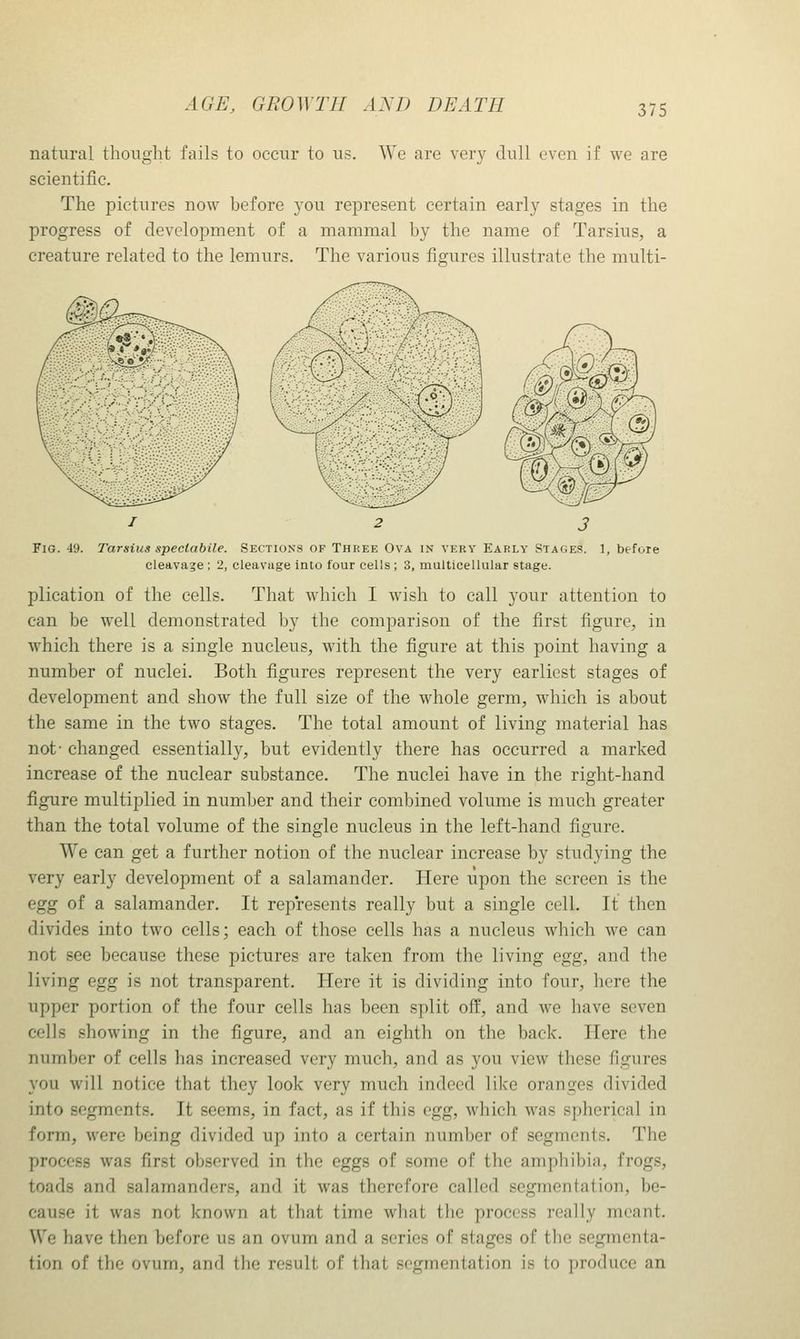 natural thought fails to occur to us. We are very dull even if we are scientific. The pictures now before you represent certain early stages in the progress of development of a mammal by the name of Tarsius, a creature related to the lemurs. The various figures illustrate the multi- FlG. 49. Tarsius speclabile. Sections of Three Ova in very Early Stages. cleavage ; 2, cleavage into four cells; 3, multicellular stage. 1, before plication of the cells. That which I wish to call your attention to can be well demonstrated by the comparison of the first figure, in which there is a single nucleus, with the figure at this point having a number of nuclei. Both figures represent the very earliest stages of development and show the full size of the whole germ, which is about the same in the two stages. The total amount of living material has not- changed essentially, but evidently there has occurred a marked increase of the nuclear substance. The nuclei have in the right-hand figure multiplied in number and their combined volume is much greater than the total volume of the single nucleus in the left-hand figure. We can get a further notion of the nuclear increase by studying the very early development of a salamander. Here upon the screen is the Q^g of a salamander. It represents really but a single cell. It then divides into two cells; each of those cells has a nucleus which we can not see because these pictures are taken from the living egg, and the living egg is not transparent. Here it is dividing into four, here the upper portion of the four cells has been split off, and we have seven cells showing in the figure, and an eighth on the back. Here the number of cells has increased very much, and as you view these figures you will notice that they look very much indeed like oranges divided into segments. It seems, in fact, as if this egg, which was spherical in form, were being divided up into a certain number of segments. The process was first observed in the eggs of some of the amphibia, frogs, toads and salamanders, and it was therefore called segmentation, be- cause it was not known at that time what the process really meant. We have then before us an ovum and a series of stages of the segmenta- tion of the ovum, and the result of tliat segmentation is to produce an