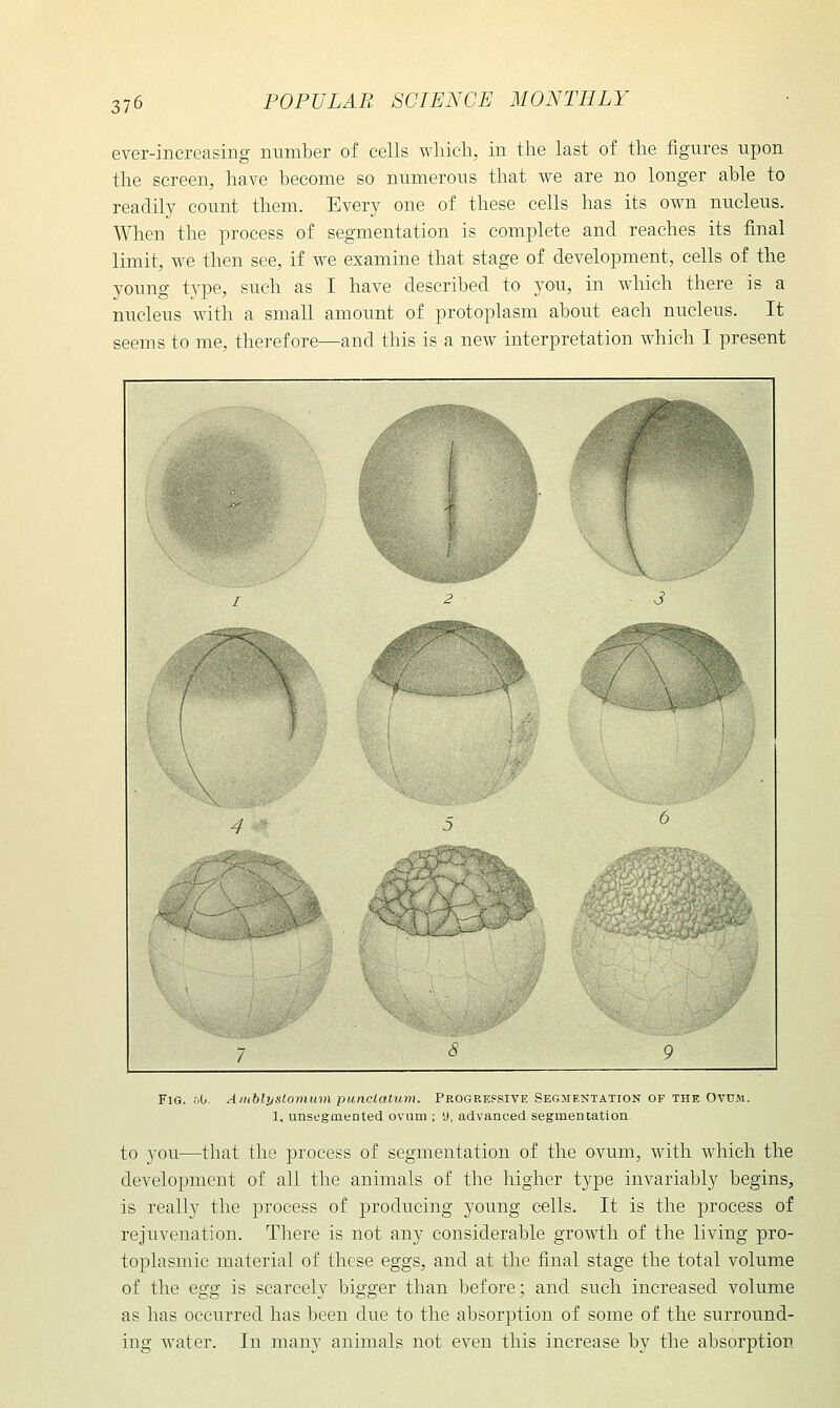 ever-increasing number of cells which, in the last of the figures upon the screen, have become so numerous that we are no longer able to readily count them. Every one of these cells has its own nucleus. When the process of segmentation is complete and reaches its final limit, we then see, if we examine that stage of development, cells of the young type, such as I have described to you, in which there is a nucleus with a small amount of protoplasm about each nucleus. It seems to me, therefore—and this is a new interpretation which I present Fig. Ainblyslomum punciatum. Progressive Segmentation of the Ovdm. 1. unsegmented ovum ; 9, advanced segmentation to you—that the process of segmentation of the ovum, with which the development of all the animals of the higher type invariably begins, is really the process of producing young cells. It is the process of rejuvenation. There is not any considerable growth of the living pro- toplasmic material of these eggs, and at the final stage the total volume of the egg is scarcely bigger than before; and such increased volume as has occurred has been due to the absorption of some of the surround- ing water. In many animals not even this increase by the absorption