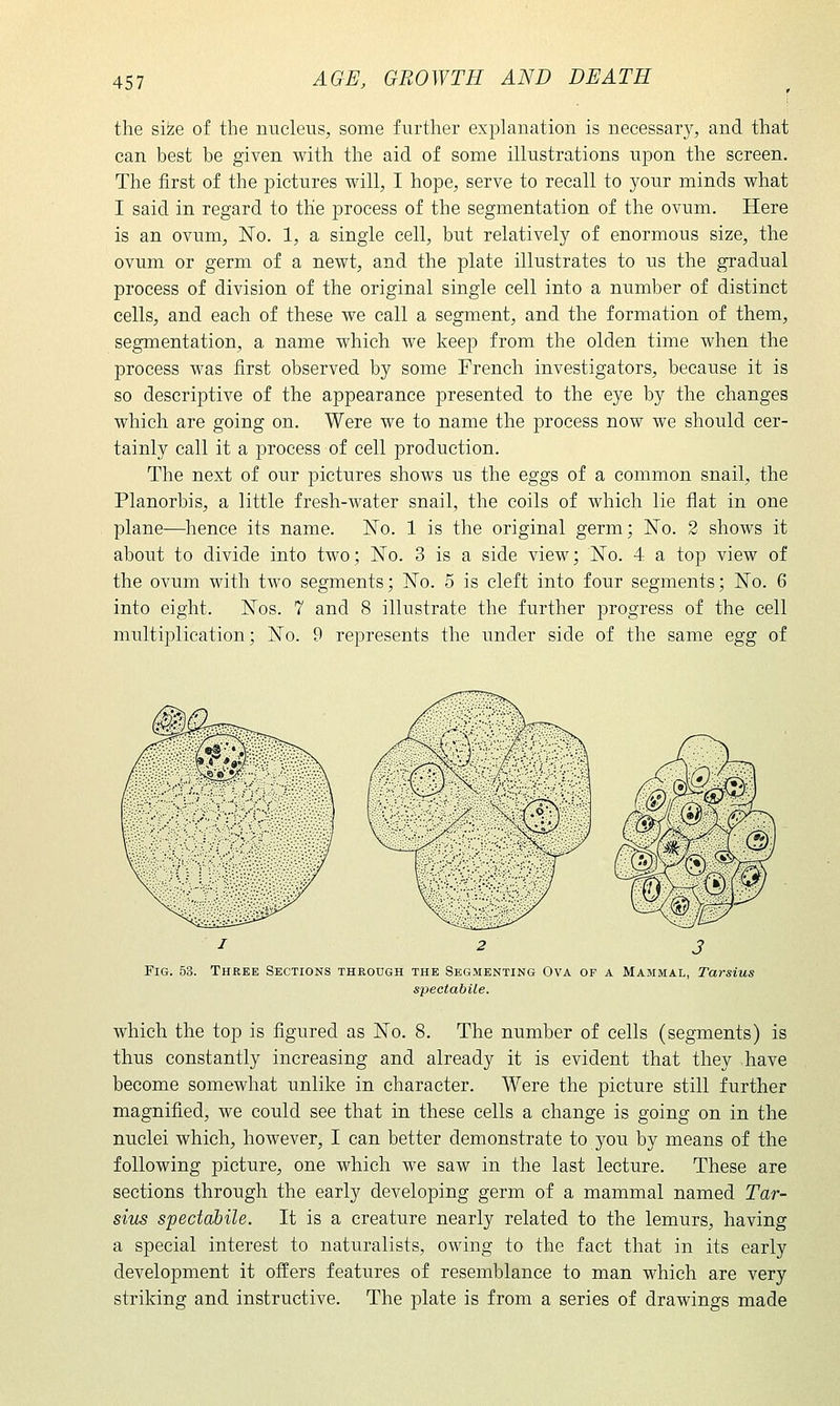 the size of the nucleus, some further explanation is necessary, and that can best be given with the aid of some illustrations upon the screen. The first of the pictures will, I hope, serve to recall to your minds what I said in regard to the process of the segmentation of the ovum. Here is an ovum, No. 1, a single cell, but relatively of enormous size, the ovum or germ of a newt, and the plate illustrates to us the gradual process of division of the original single cell into a number of distinct cells, and each of these we call a segment, and the formation of them, segmentation, a name which we keep from the olden time when the process was first observed by some French investigators, because it is so descriptive of the appearance presented to the eye by the changes which are going on. Were we to name the process now we should cer- tainly call it a process of cell production. The next of our pictures shows us the eggs of a common snail, the Planorbis, a little fresh-water snail, the coils of which lie flat in one plane—^lience its name. 'No. 1 is the original germ; No. 2 shows it about to divide into two; No. 3 is a side view; No. 4 a top view of the ovum with tAvo segments; No. 5 is cleft into four segments; No. 6 into eight. Nos. 7 and 8 illustrate the further progress of the cell multijDlication; No. 9 represents the under side of the same egg of / 2 J Fig. 53. Three Sections theough the Segmenting Ova of a Mammal, Tarsius spectabile. which the top is figured as No. 8. The number of cells (segments) is thus constantly increasing and already it is evident that they have become somewhat unlike in character. Were the picture still further magnified, we could see that in these cells a change is going on in the nuclei which, however, I can better demonstrate to you by means of the following picture, one which we saw in the last lecture. These are sections through the early developing germ of a mammal named Tar- sius spectabile. It is a creature nearly related to the lemurs, having a special interest to naturalists, owing to the fact that in its early development it offers features of resemblance to man which are very striking and instructive. The plate is from a series of drawings made