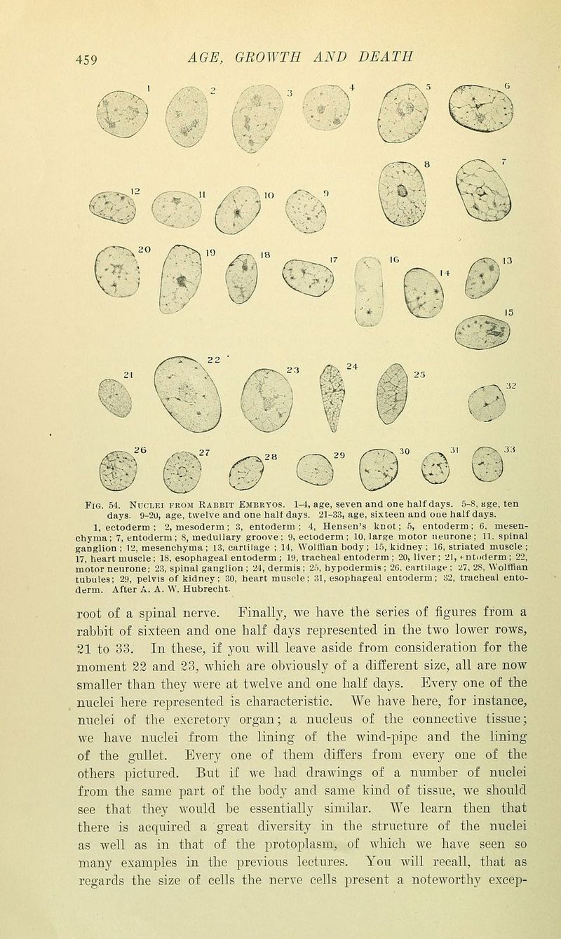Fig. 54. Nuclei FROM Rabbit Embryos. 1-4, age, seven and one half days. 5-8, age, ten days. 9-20, age, twelve and one half days. 2]-33, age, sixteen and one half days. 1, ectoderm ; 2, mesoderm; 3, entoderm; 4, Hensen's knot; 5, entoderm; 6, mesen- chyma; 7, entoderm; 8, medullary groove; 9, ectoderm; 10, large motor neurone; 11. spinal ganglion; 12, mesenchyma; 13, cartilage ; 14, Wolfiian body; 15, kidney; 16, striated muscle ; 17, heart muscle; 18, esophageal entoderm; 19, tracheal entoderm; 20, liver; 21, --ntiiderm; 22, motor neurone; 23, spinal ganglion ; 24, dermis ; 25, hypodermis ; 26. cartilage ; 27, 28, Wolffian tubules; 29, pelvis of kidney ; 30, heart muscle; 31, esophageal entoderm; 32, tracheal ento- derm. After A. A. W. Hubrecht. root of a spinal nerve. Finally, we have the series of figures from a rabbit of sixteen and one half days represented in the two lower rows, 21 to 33. In these, if yon will leave aside from consideration for the moment 22 and 23, which are obviously of a different size, all are now smaller than they were at twelve and one half days. Every one of the nuclei here represented is characteristic. We have here, for instance, nuclei of the excretory organ; a nucleus of the connective tissue; we have nuclei from the lining of the wind-pipe and the lining of the gullet. Every one of them differs from every one of the others pictured. But if we had drawings of a number of nuclei from the same part of the body and same kind of tissue, we should see that they would be essentially similar. We learn then that there is acquired a great diversity in the structure of the nuclei as well as in that of the protoplasm, of which we have seen so many examples in the previous lectures. You will recall, that as regards the size of cells the nerve cells present a noteworthy excep-