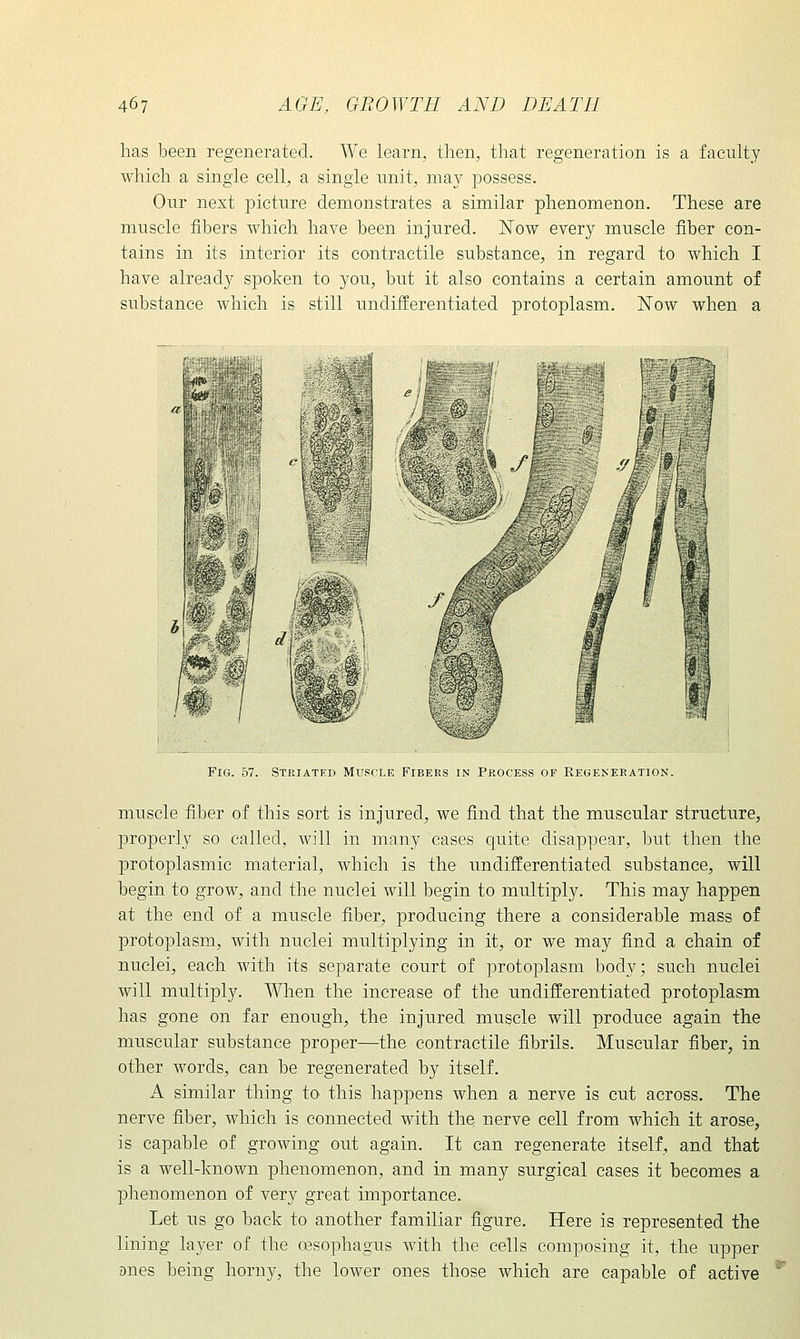 has been regenerated. We learn, then, that regeneration is a faculty which a single cell, a single unit, may possess. Our next picture demonstrates a similar phenomenon. These are muscle fibers which have been injured. Now every muscle fiber con- tains in its interior its contractile substance, in regard to which I have already spoken to you, but it also contains a certain amount of substance which is still undifferentiated protoplasm. Now when a Fig. 57. Striated Muscle Fibers in Process of Regeneration. muscle fiber of this sort is injured, we find that the muscular structure, properly so called, will in many cases quite disappear, but then the protoplasmic material, which is the undifferentiated substance, will begin to grow, and the nuclei will begin to multiply. This may happen at the end of a muscle fiber, producing there a considerable mass of protoplasm, with nuclei multiplying in it, or we may find a chain of nuclei, each with its separate court of protoplasm body; such nuclei will multiply. When the increase of the undifferentiated protoplasm has gone on far enough, the injured muscle will produce again the muscular substance proper—the contractile fibrils. Muscular fiber, in other words, can be regenerated by itself. A similar thing to this happens when a nerve is cut across. The nerve fiber, which is connected with the nerve cell from which it arose, is capable of growing out again. It can regenerate itself, and that is a well-known phenomenon, and in many surgical cases it becomes a phenomenon of very great importance. Let us go back to another familiar figure. Here is represented the lining layer of the resophagus with the cells composing it, the upper anes being horny, the lower ones those which are capable of active
