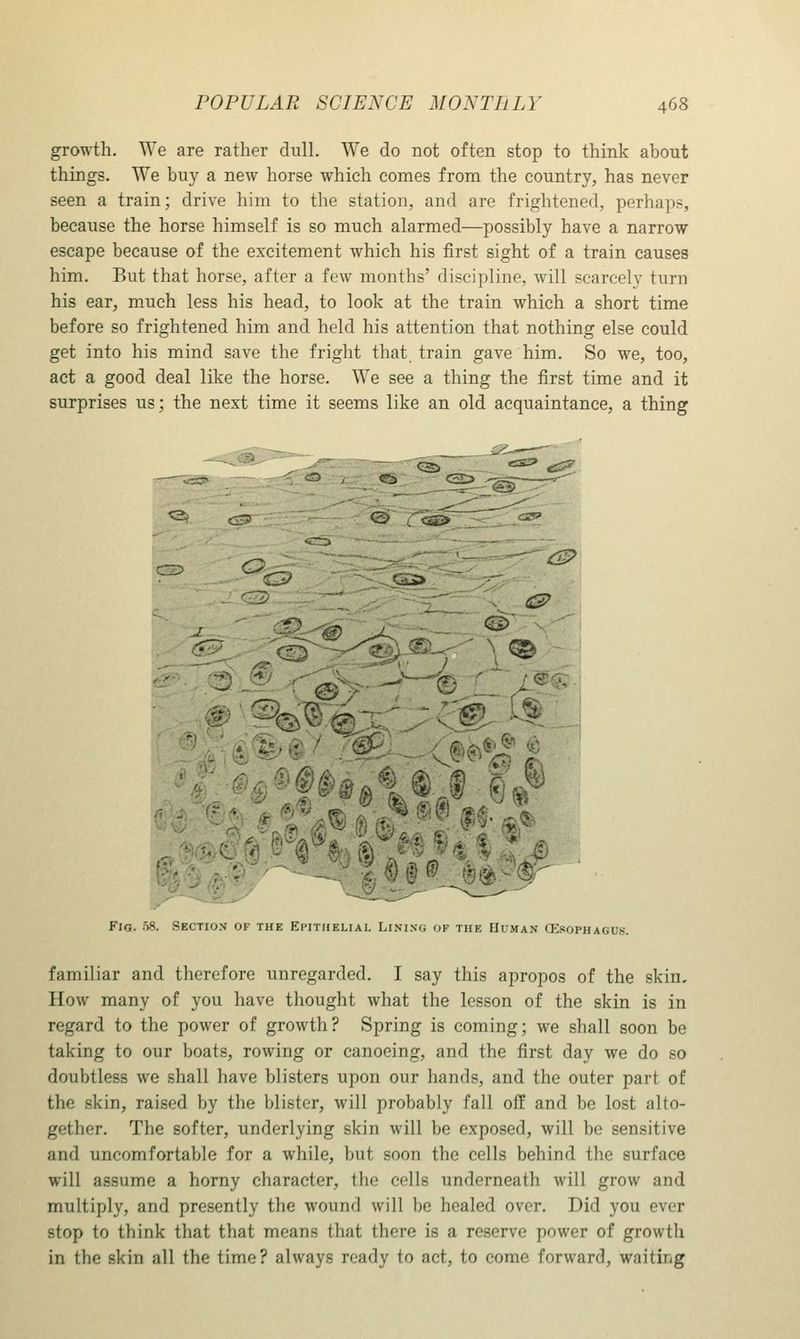 growth. We are rather dull. We do not often stop to think about things. We buy a new horse which comes from the country, has never seen a train; drive him to the station, and are frightened, perhaps, because the horse himself is so much alarmed—possibly have a narrow escape because of the excitement which his first sight of a train causes him. But that horse, after a few months' discipline, will scarcely turn his ear, much less his head, to look at the train which a short time before so frightened him and held his attention that nothing else could get into his mind save the fright that train gave him. So we, too, act a good deal like the horse. We see a thing the first time and it surprises us; the next time it seems like an old acquaintance, a thing Fig. 58. Section- of the Epithelial Lining of the HUxMan CE-^ophagus. familiar and therefore unregarded. I say this apropos of the skin. How many of you have thought what the lesson of the skin is in regard to the power of growth? Spring is coming; we shall soon be taking to our boats, rowing or canoeing, and the first day we do so doubtless we shall have blisters upon our hands, and the outer part of the skin, raised by the blister, will probably fall off and be lost alto- gether. The softer, underlying skin will be exposed, will be sensitive and uncomfortable for a while, but soon the cells behind the surface will assume a horny character, the cells underneath will grow and multiply, and presently the wound will be healed over. Did you ever stop to think that that means that there is a reserve power of growth in the skin all the time? always ready to act, to come forward, waiting