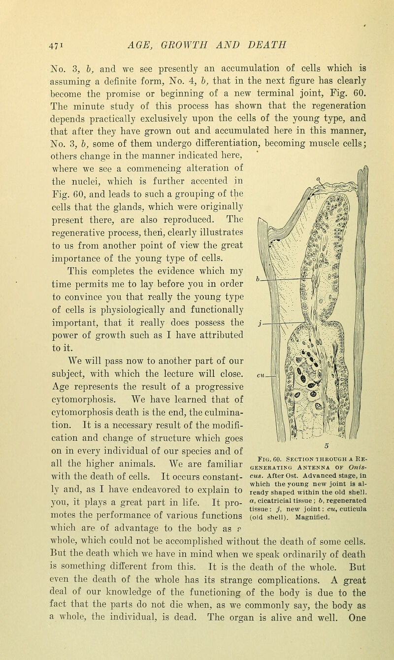 No. 3, l, and we see presently an accumulation of cells which is assuming a definite form. No. 4, l, that in the next figure has clearly- become the promise or beginning of a new terminal joint, Fig. 60. The minute study of this process has shown that the regeneration depends practically exclusively upon the cells of the young type, and that after they have grown out and accumulated here in this manner, No. 3, l, some of them undergo differentiation, becoming muscle cells; others change in the manner indicated here, where we see a commencing alteration of the nuclei, which is further accented in Fig. 60, and leads to such a grouping of the cells that the glands, which were originally present there, are also reproduced. The regenerative process, theii, clearly illustrates to us from another point of view the great importance of the young type of cells. This completes the evidence which my time permits me to lay before you in order to convince you that really the young type of cells is physiologically and functionally important, that it really does possess the power of growth such as I have attributed to it. We will pass now to another part of our subject, with which the lecture will close. Age represents the result of a progressive cytomorphosis. We have learned that of cytomorphosis death is the end, the culmina- tion. It is a necessary result of the modifi- cation and change of structure which goes on in every individual of our species and of all the higher animals. We are familiar with the death of cells. It occurs constant- ly and, as I have endeavored to explain to you, it plays a great part in life. It pro- «- cicatricial tissue; b, regenerated tissue : j, new joint; cu, cutleula motes the periormance of various functions (oid shell). Magnified, which are of advantage to the body as r whole, which could not be accomplished without the death of some cells. But the death which we have in mind when we speak ordinarily of death is something different from this. It is the death of the whole. But even the death of the whole has its strange complications. A great deal of our knowledge of the functioning of the body is due to the fact that the parts do not die when, as we commonly say, the body as a whole, the individual, is dead. The organ is alive and well. One Fig. 60. Section through a Re- generating Antenna of Onis- cus. After Ost. Advanced stage, in which the young new joint is al- ready shaped within the old shell.