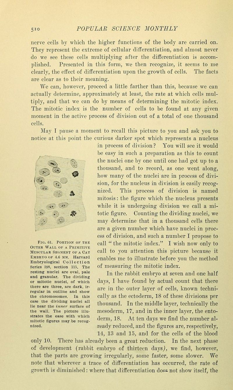 5IO ^ nerve cells by which the higher functions of the body are carried on. They represent the extreme of cellular differentiation, and almost never do we see these cells multiplying after the differentiation is accom- plished. Presented in this form, we then recognize, it seems to me clearly, the effect of differentiation upon the growth of cells. The facts are clear as to their meaning. We can, however, proceed a little farther than this, because we can actually determine, approximately at least, the rate at which cells mul- tiply, and that we can do by means of determining the mitotic index. The mitotic index is the number of cells to be found at any given moment in the active jDrocess of division out of a total of one thousand cells. May I pause a moment to recall this picture to you and ask you to notice at this point the curious darker spot which represents a nucleus in process of division ? You will see it would _^^ be easy in such a preparation as this to count the nuclei one by one until one had got up to a thousand, and to record, as one went along, how many of the nuclei are in process of divi- sion, for the nucleus in division is easily recog- nized. This process of division is named mitosis: the figure which the nucleus presents while it is undergoing division we call a mi- totic figure. Counting the dividing nuclei, we may determine that in a thousand cells there are a given number which have nuclei in proc- ess of division, and such a number I propose to call the mitotic index. I wish now only to call to you attention this picture because it enables me to illustrate before 5^ou the method of measuring the mitotic index. In the rabbit embryo at seven and one half days, I have found by actual count that there are in the outer layer of cells, known techni- cally as the ectoderm, 18 of these divisions per thousand. In the middle layer, technically the mesoderm, 17, and in the inner layer, the ento- derm, 18. At ten days we find the number al- ready reduced, and the figures are, respectively, 14, 13 and 15, and for the cells of the blood only 10. There has already been a great reduction. In the next phase of development (rabbit embryo of thirteen daysj, we find, however, that the parts are growing irregularly, some faster, some slower. We note that wherever a trace of differentiation has occurred, the rate of growth is diminished: where that differentiation does, not show itself, the Fig. 61. Portion of the Outer Wall of a Primitive Muscular Segment of a Cat Embryo op 4.6 mm. Harvard Embryological Collection Series 398, section 115. Ttie resting nuclei are oval, pale and granular. The dividing or mitotic nuclei, of which there are three, are dark, ir- regular in outline and show the chromosomes. In this case the dividing nuclei all lie near the inner surface of the wall. The picture illu- strates the ease with which mitotic figures may be recog- nized.
