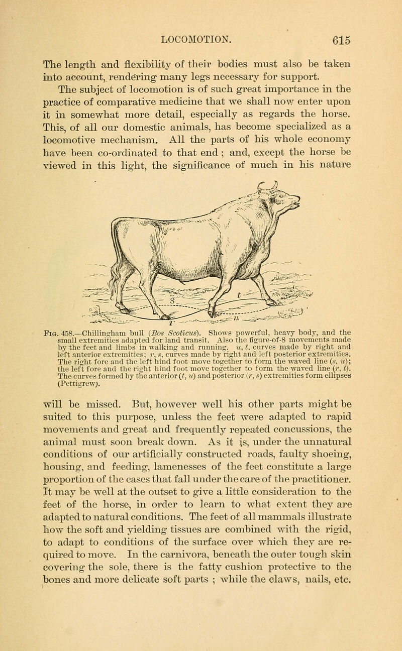 The length and flexibility of their bodies must also be taken into account, rendering1 many legs necessary for support. The subject of locomotion is of such great importance in the practice of comparative medicine that we shall now enter upon it in somewhat more detail, especially as regards the horse. This, of all our domestic animals, has become specialized as a locomotive mechanism. All the parts of his whole economy have been co-ordinated to that end; and, except the horse be viewed in this light, the significance of much in his nature sJfe^- r — Fig. 458.—Chillingham bull (Bos Scoticus). Shows powerful, heavy body, and the small extremities adapted for land transit. Also the figure-of-8 movements made by the feet and limbs in walking and running. ?/, t. curves made by right and left anterior extremities; r, s, curves made by right and left posterior extremities. The right fore and the left hind foot move together to form the waved line (s, w); the left fore and the right hind foot move together to form the waved line (/•, t). The curves formed by the anterior (t, u) and posterior (,/■, s) extremities form ellipses (Pettigrew;. will be missed. But, however well his other parts might be suited to tbis purpose, unless the feet were adapted to rapid movements and great and frequently repeated concussions, the animal must soon break down. As it is, under the unnatural conditions of our artificially constructed roads, faulty shoeing, housing, and feeding, lamenesses of the feet constitute a large proportion of the cases that fall under the care of the practitioner. It may be well at the outset to give a little consideration to the feet of the horse, in order to learn to what extent they are adapted to natural conditions. The feet of all mammals illustrate how the soft and yielding tissues are combined with the rigid, to adapt to conditions of the surface over which they are re- quired to move. In the carnivora, beneath the outer tough skin covering the sole, there is the fatty cushion protective to the bones and more delicate soft parts ; while the claws, nails, etc.