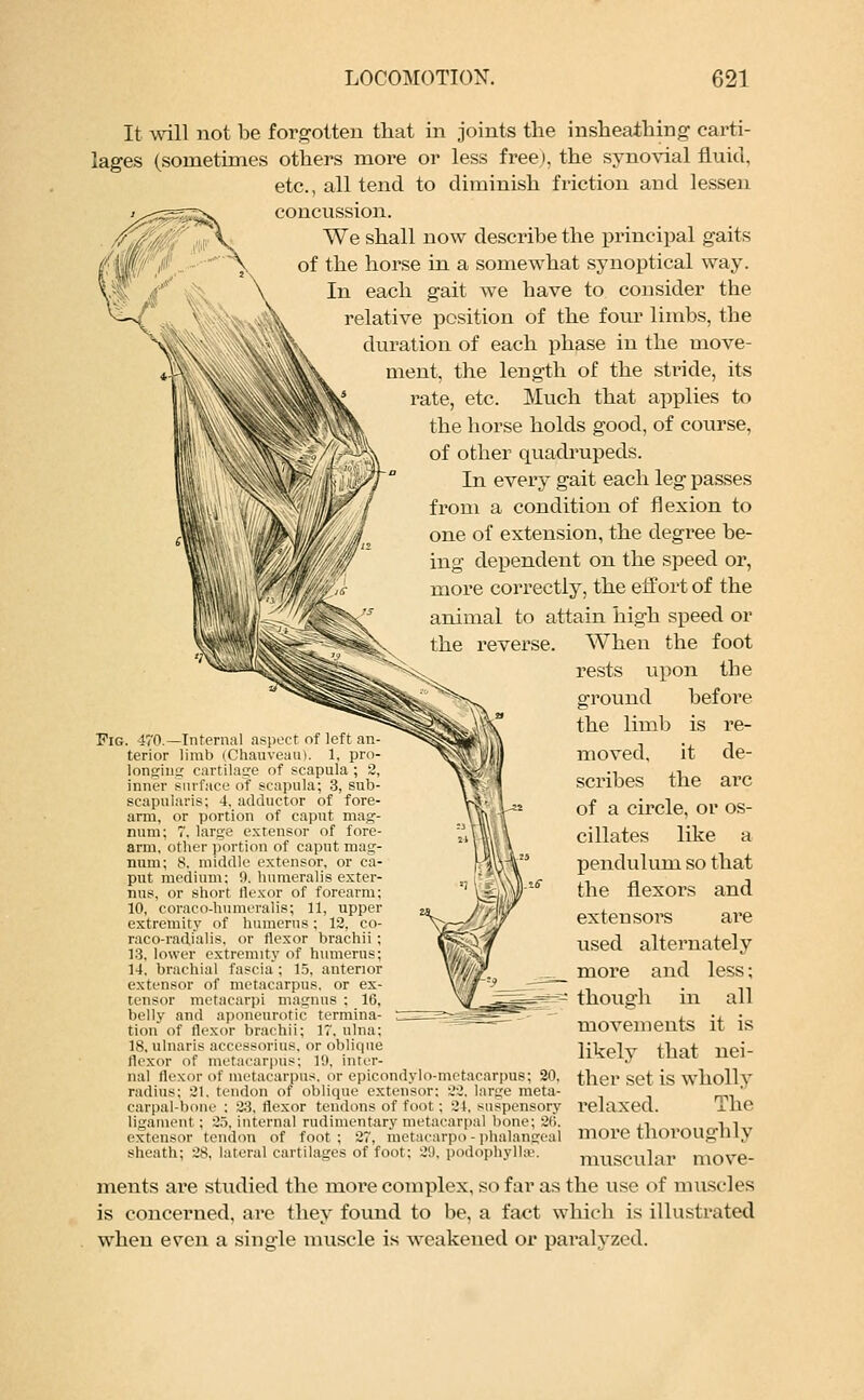 It will not be forgotten that in joints the insheaihing carti- lages (sometimes others more or less free), the synovial fluid, etc., all tend to diminish friction and lessen concussion. We shall now describe the principal gaits of the horse in a somewhat synoptical way. In each gait we have to consider the relative position of the four limbs, the duration of each phase in the move- ment, the length of the stride, its rate, etc. Much that applies to the horse holds good, of course, of other quadrupeds. In every gait each leg passes from a condition of flexion to one of extension, the degree be- ing dependent on the speed or, more correctly, the effort of the animal to attain high speed or reverse. Pig. 470.—Internal aspect of left an- terior limb (Chauveau). 1, pro- longing cartilage of scapula ; 2, inner surface of scapula; 3, sub- scapulars; 4. adductor of fore- arm, or portion of caput mag- num; 7. large extensor of fore- arm, other portion of caput mag- num; 8, middle extensor, or ca- put medium: 11. humeralis exter- nns, or short flexor of forearm; 10, coraco-humeralis; 11, upper extremity of humerus; 12, co- raco-radialis. or flexor brachii ; 13, lower extremity of humerus; 14. brachial fascia ; 15. anterior extensor of metacarpus, or ex- tensor metacarpi magnus : 16, belly and aponeurotic termina- tion of flexor brachii; 17. ulna: 18, ulnaris accessorius. or oblique flexor of metacarpus: 11), inter- na! flexor of metacarpus, or epicondylo-metacarpus; 20. ther set is wholly radius: 21, tendon of oblique extensor: 22. large meta- carpal-bone : 33, flexor tendons of foot: 24, suspensory relaxed. xhe ligament; 25, internal rudimentary metacarpal bone; 26. ,-■ -i i extensor tendon of foot; 27, metucarpo - phalangeal more UlOl'OUgim sheath; 28, lateral cartilages of foot; 29, podophylhe. muscular move- ments are studied the more complex, so far as the use of muscles is concerned, are they found to be, a fact which is illustrated when even a single muscle is weakened or paralyzed. When the foot rests upon the ground before the limb is re- moved, it de- scribes the arc of a circle, or os- cillates like a pendulum so that the flexors and extensors are used alternately more and less; ==^=-* though in all movements it is likely that nei-