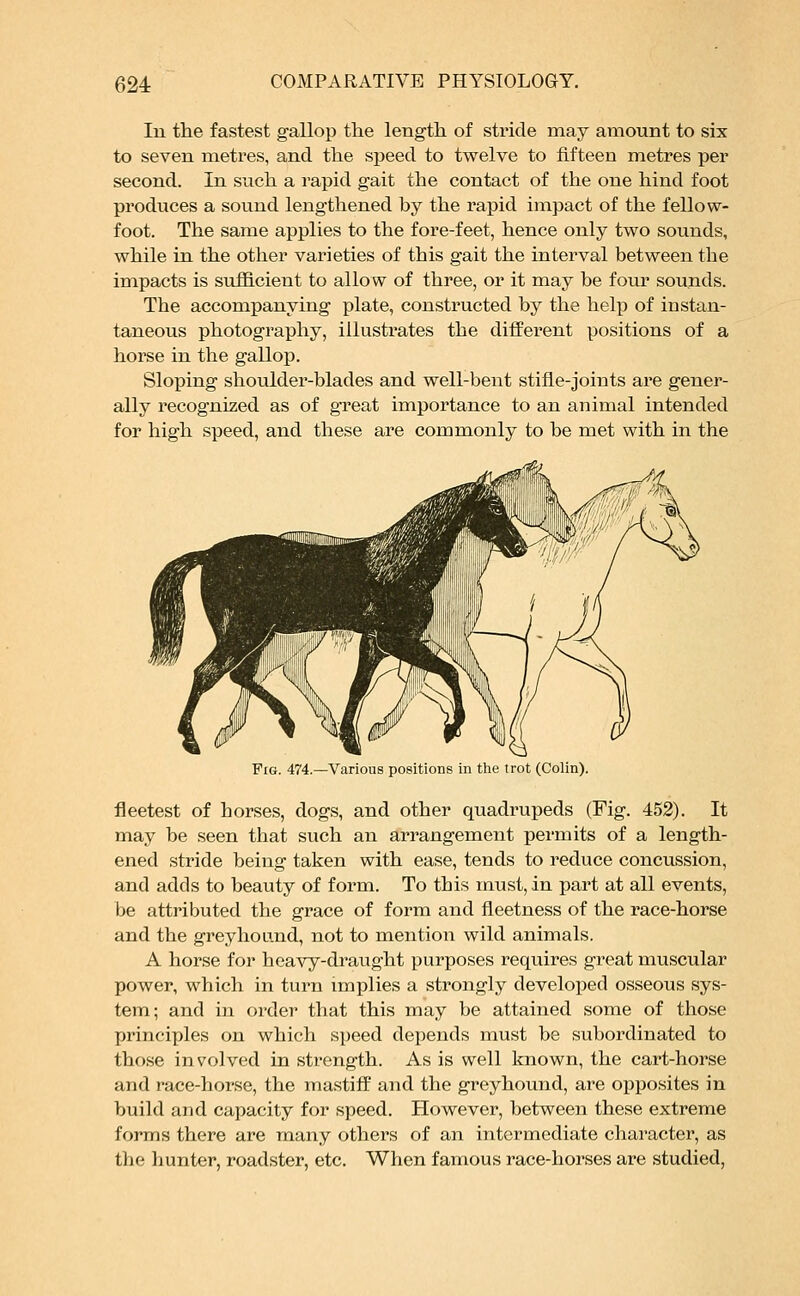 In the fastest gallop the length of stride may amount to six to seven metres, and the speed to twelve to fifteen metres per second. In such a rapid gait the contact of the one hind foot produces a sound lengthened by the rapid impact of the fellow- foot. The same applies to the fore-feet, hence only two sounds, while in the other varieties of this gait the interval between the impacts is sufficient to allow of three, or it may be four sounds. The accompanying plate, constructed by the help of instan- taneous photography, illustrates the different positions of a horse in the gallop. Sloping shoulder-blades and well-bent stifle-joints are gener- ally recognized as of great importance to an animal intended for high speed, and these are commonly to be met with in the Fig. 474.—Various positions in the trot (Colin) fleetest of horses, dogs, and other quadrupeds (Fig. 452). It may be seen that such an arrangement permits of a length- ened stride being taken with ease, tends to reduce concussion, and adds to beauty of form. To this must, in part at all events, be attributed the grace of form and fleetness of the race-horse and the greyhound, not to mention wild animals. A horse for heavy-draught purposes requires great muscular power, which in turn implies a strongly developed osseous sys- tem; and in order that this may be attained some of those principles on which speed depends must be subordinated to those involved in strength. As is well known, the cart-horse and race-horse, the mastiff and the greyhound, are opposites in build and capacity for speed. However, between these extreme forms there are many others of an intermediate character, as the hunter, roadster, etc. When famous race-horses are studied,