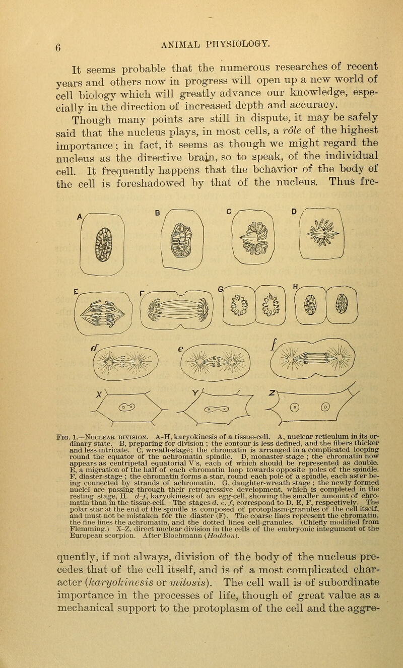It seems probable that the numerous researches of recent years and others now in progress will open up a new world of cell biology which will greatly advance our knowledge, espe- cially in the direction of increased depth and accuracy. Though many points are still in dispute, it may be safely said that the nucleus plays, in most cells, a role of the highest importance; in fact, it seems as though we might regard the nucleus as the directive brain, so to speak, of the individual cell. It frequently happens that the behavior of the body of the cell is foreshadowed by that of the nucleus. Thus fre- Fig. 1.—Nuclear division. A-H, karyokinesis of a tissue-cell. A, nuclear reticulum in its or- dinary state. B, preparing for division ; the contour is less defined, and the fibers thicker and less intricate. C, wreath-stage; the chromatin is arranged in a complicated looping round the equator of the achromatin spindle. D, monaster-stage ; the chromatin now appears as centripetal equatorial V's, each of which should be represented as double. E, a migration of the half of each chromatin loop towards opposite poles of the spindle. F, diaster-stage ; the chromatin forms a star, round each pole of a spindle, each aster be- ing connected by strands of achromatin. G, daughter-wreath stage ; the newly formed nuclei are passing through their retrogressive development, which is completed in the resting stage, H. d-f, kar3'okinesis of an egg-cell, showing the smaller amount of chro- matin than in the tissue-cell. The stages d, e, /, correspond to D, E, F, respectively. The polar star at the end of the spindle is composed of protoplasm-granules of the cell itself, and must not be mistaken for the diaster (F). The coarse lines represent the chromatin, the fine Unes the achromatin, and the dotted lines cell-granules. (Chiefly modifled from Flemming.) X-Z, direct nuclear division in the cells of the embryonic integument of the Eui'opean scorpion. After Blochmann {Haddon). quently, if not always, division of the body of the nucleus pre- cedes that of the cell itself, and is of a most complicated char- acter (karyokinesis or mitosis). The cell wall is of subordinate importance in the processes of life, though of great value as a mechanical support to the protoplasm of the cell and the aggre-