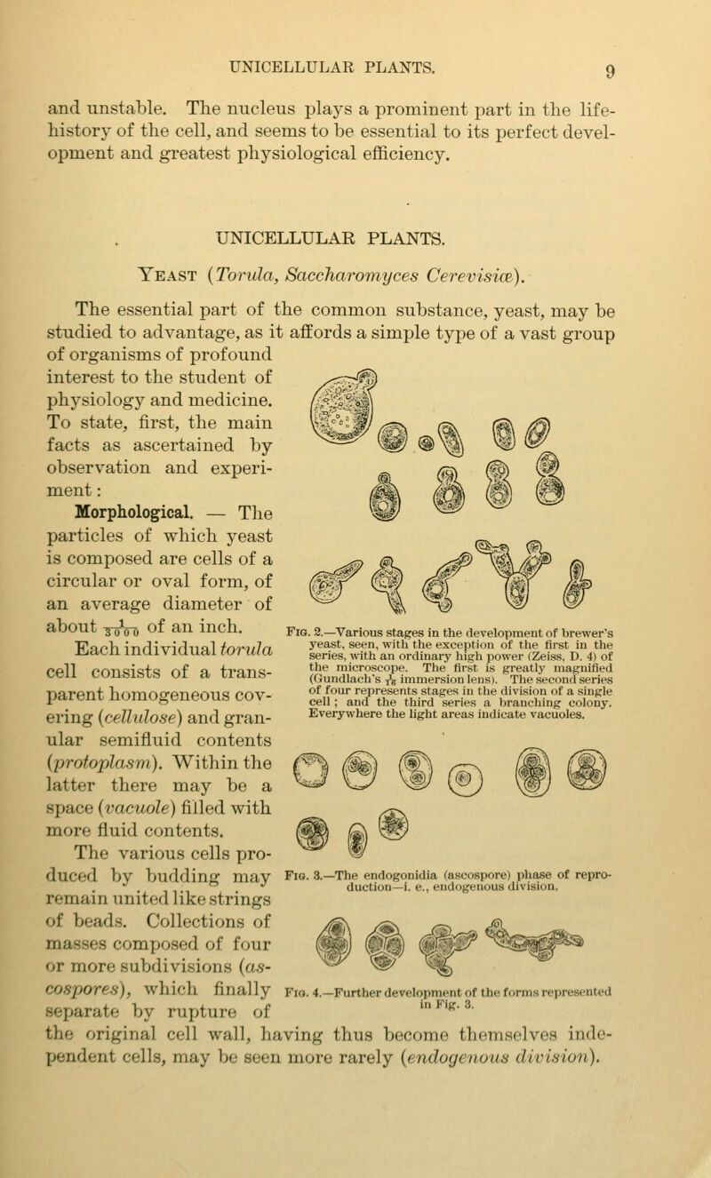 and unstable. The nucleus plays a prominent part in the life- history of the cell, and seems to be essential to its perfect devel- opment and greatest physiological efficiency. UNICELLULAR PLANTS. Yeast (Torula, Saccharomyces CerevisicB). The essential part of the common substance, yeast, may be studied to advantage, as it affords a simple type of a vast group of organisms of profound interest to the student of physiology and medicine. To state, first, the main facts as ascertained by observation and experi- ment : Morphological. — The particles of which yeast is composed are cells of a circular or oval form, of an average diameter of about yoVo of ^^ inch. Each individual torula cell consists of a trans- parent homogeneous cov- ering (cellulose) and gran- ular semifluid contents (protoplasm). Within the latter there may be a space (vacuole) filled with more fluid contents. The various cells pro- duced by budding may remain united like strings of beads. Collections of masses composed of four or more subdivisions (as- cospores), which finally separate by rupture of the original cell wall, having thus become themselves inde XJendent cells, may be seen more rarely (endogenous division). Fig. 2.—Various stages in the development of brewer's yeast, seen, with the exception of the first in the series, with an ordinary high power (Zeiss, D. 4) of the microscope. The first is greatly magnified (Gundlach's t'j immersion lens). The second series of four represents stages in the division of a single cell; and the third series a branching colony. Everywhere the light areas indicate vacuoles. Fio. 3.—The endogonidia (ascospore) phase of repro- duction—i. e., endogenous division. Fio. 4.—Further development of the forms represented in Fig. 3.