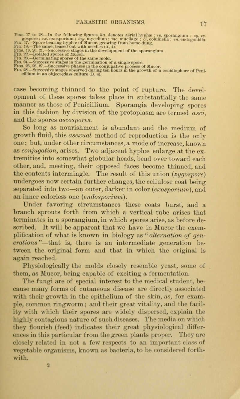 Figs. 17 to 38.—In the following figures, ha, denotes aerial hyphae ; sp, sporangium : zy, zy- gospore : ex. exosporium ; my, mycelium ; mc, mucilage ; cl, columella ; en, endogonidia. Fig. 1~.—Spore-bearing hyphae of Mucor. growing from horse-dung. Fig. 18.—The same, teased out with needles (A, 4). Figs. 19, 20, 21.—Successive stages in the development of the sporangium. P^G. 22.—Isolated spores of Mucor. Fig. 23.—Grerminating spores of the same mold. Fig. 24.—Successive stages in the germination of a single spore. Figs. 25, 26, 27.—Successive phases in the conjugative process of Mucor. Fig. 28.—Successive stages observed during ten hours in the growth of a conidiophore of Peni- cillium in an object-glass culture (D, 4). case becoming thinned to the point of rupture. The devel- opment of these spores takes place in substantially the same manner as those of Penicillium. Sporangia developing spores in this fashion by division of the protoplasm are termed asci, and the spores ascospores. So long as nourishment is abundant and the medium of growth fluid, this asexual method of reproduction is the only one; but, under other circumstances, a mode of increase, known as conjugation, arises. Two adjacent hyphae enlarge at the ex- tremities into somewhat globular heads, bend over toward each other, and, meeting, their opposed faces become thinned, and the contents intermingle. The result of this union (zygosjjore) undergoes now certain further changes, the cellulose coat being separated into two—an outer, darker in color (exosporium), and an inner colorless one (endosporium). Under favoring circumstances these coats burst, and a branch sprouts forth from which a vertical tube arises that terminates in a sporangium, in which spores arise, as before de- scribed. It will be apparent that we have in Mucor the exem- plification of what is known in biology as  alternation of gen- erations—that is, there is an intermediate generation be- tween the original form and that in which the original is again reached. Physiologically the molds closely resemble yeast, some of them, as Mucor, being capable of exciting a fermentation. The fungi are of special interest to the medical student, be- cause many forms of cutaneous disease are directly associated with their growth in the epithelium of the skin, as, for exam- ple, common ringworm ; and their great vitality, and the facil- ity with which their spores are widely dispersed, explain the highly contagious nature of such diseases. The media on which they flourish (feed) indicates their great physiological differ- ences in this particular from the green plants proper. They are closely related in not a f(!W respects to an important class of vegetable organisms, known as bacteria, to be considered forth- with, 2