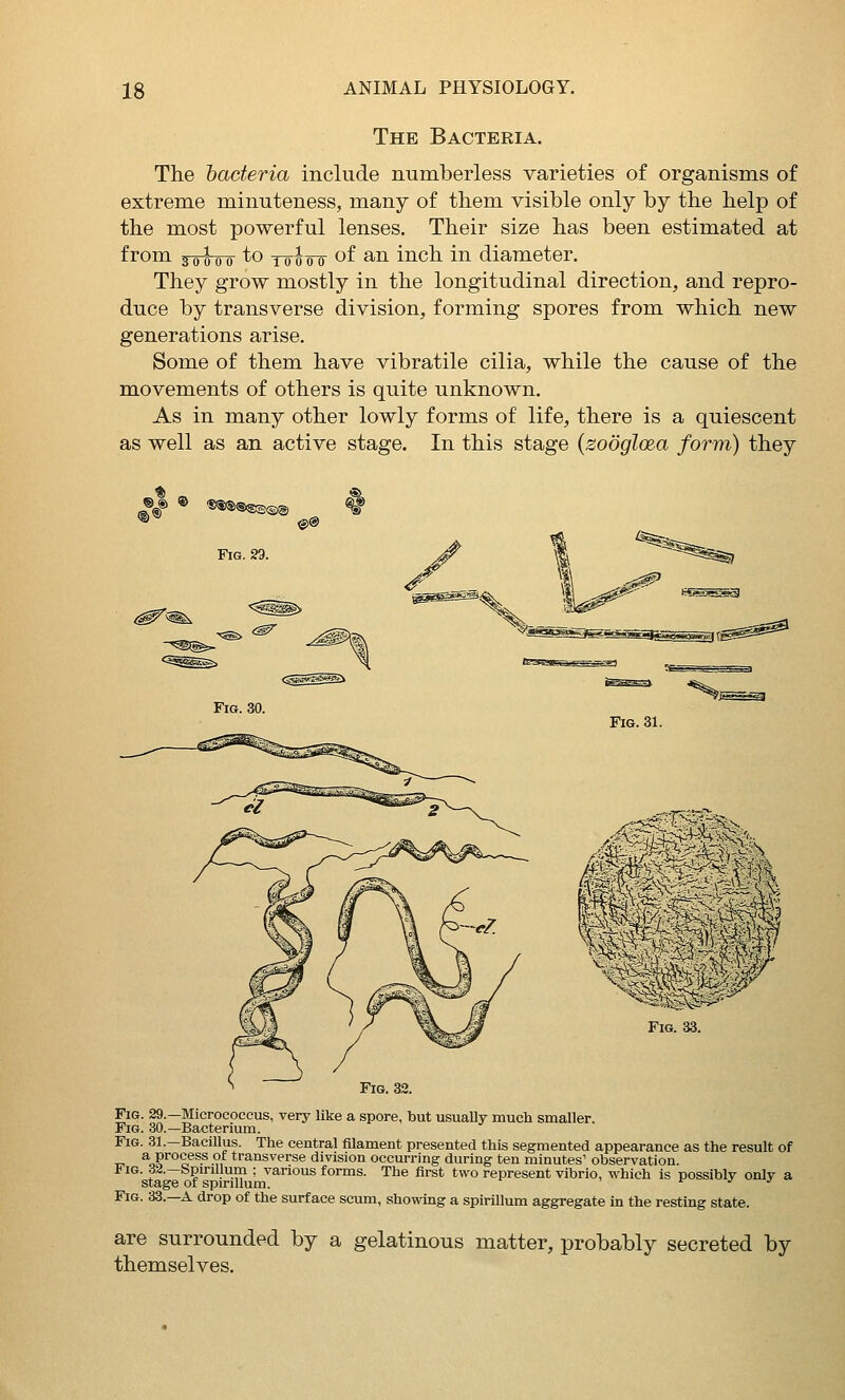 The Bacteria. The bacteria include numberless varieties of organisms of extreme minuteness, many of them visible only by the help of the most powerful lenses. Their size has been estimated at from 30^00 to To-ooT <^f ^'^ inch in diameter. They grow mostly in the longitudinal direction, and repro- duce by transverse division, forming spores from which new generations arise. Some of them have vibratile cilia, while the cause of the movements of others is quite unknown. As in many other lowly forms of life, there is a quiescent as well as an active stage. In this stage {zooglcea form) they Fig. 33. Fig. 32. Fig. 29.—Micrococcus, very like a spore, but usually much smaller. Fig. 30.—Bacterium. Fig. 31.—Bacillus. The central filament presented this segmented appearance as the result of I- %W°%^^?.?/ transverse division occurring during ten minutes' observation. i IG. d^.—bpinllum : various forms. The first two represent vibrio, which is possibly only a stage of spirillum. f j j Fig. 33.—a drop of the surface scum, showing a spirillum aggregate in the resting state. are surrounded by a gelatinous matter, probably secreted by themselves.