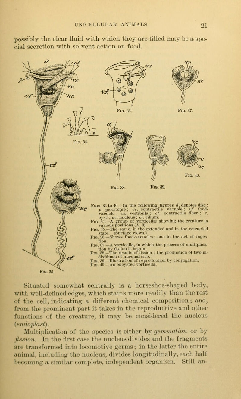 possibly th-e clear fluid with which they are filled may be a spe- cial secretion with solvent action on food. Fig. 37. Fig. 38. Fig. 39. Figs. 34 to 40.—In the following figures d. denotes disc ; p, peristome ; vc, contractile vacuole; vf, food- vacuole ; rs, vestibule : cf, contractile fiber ; c, cyst ; nc, nucleus ; cl, cilium. Fig. 34.—a group of vorticellse showing the creature in various positions (A, 3). Fig. 35.—The sane, in the extended and in the retracted state. (Surface views.) Fig. 36.—Shows food-vacuoles ; one in the act of inges- tion. Fig. 37.—a vorticella, in which the process of multiplica- tion by fission is begun. Fig. 38. —the results of fission ; the production of two in- dividuals of unequal size. Fig. 39.—Illustration of reproduction by conjugation. Fig. 40.—An encysted vorticella. Fig. 35 Situated somewhat centrally is a horseshoe-shaped body, with well-defined edges, which stains more readily than the rest of the cell, indicating a different chemical composition; and, from the prominent part it takes in the reproductive and other functions of the creature, it may be considered the nucleus {endoplasf). Multiplication of the species is either by gemmation or by fission. In the first case the nucleus divides and the fragments are transformed into locomotive germs; in the latter the entire animal, including the nucleus, divides longitudinally,each half becoming a similar complete, independent organism. Still an-