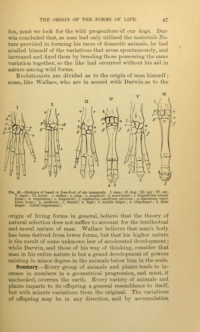 fox, must we look for the wild progenitors of our dogs. Dar- win concluded that, as man had only utilized the materials Na- ture provided in forming his races of domestic animals, he had availed himself of the variations that arose spontaneously, and increased and fixed them by breeding those possessing the same variation together, so the like had occurred without his aid in nature among wild forms. Evolutionists are divided as to the origin of man himself; some, like Wallace, who are in accord with Darwin as to the ^ 3 Fio. 49.—Skeleton of hand or fore-foot of six mammals. I, man ; II, dog ; III, pig : FV, ox ; V, tapir : VI. horse, r, radius; it, ulna ; a, scaphoid ; b. semi-lunar ; c, triquetrum (cunei- form) ; d. trapezium ; e. trapezoid ; /, capitatum (unciform process) ; g, hamatum (unci- form bone); p. pisiform : 1, thumb ; 2. digit; 3. middle finger ; 4. ring-finger ; 5, little finger. (After Gegenbaur.) origin of living forms in general, believe that the theory of natural selection does not suffice to account for the intellectual and moral nature of man. Wallace believes that man's body has been derived from lower forms, but that his higher nature is the result of some unknown law of accelerated development; while Darwin, and those of his way of thinking, consider that man in his entire nature is but a grand development of powers existing in minor degree in the animals behnv him in the scale. Sumlnary.—Every group of animals and plants tends to in- crease in numbers in a geometrical progression, and must, if unchecked, overrun the earth. Every variety of animals and Y>lants imparts to its offspring a general resemblance to itself, but with minute variations from the original. The variations of oflfspring may be in any direction, and by accumulation