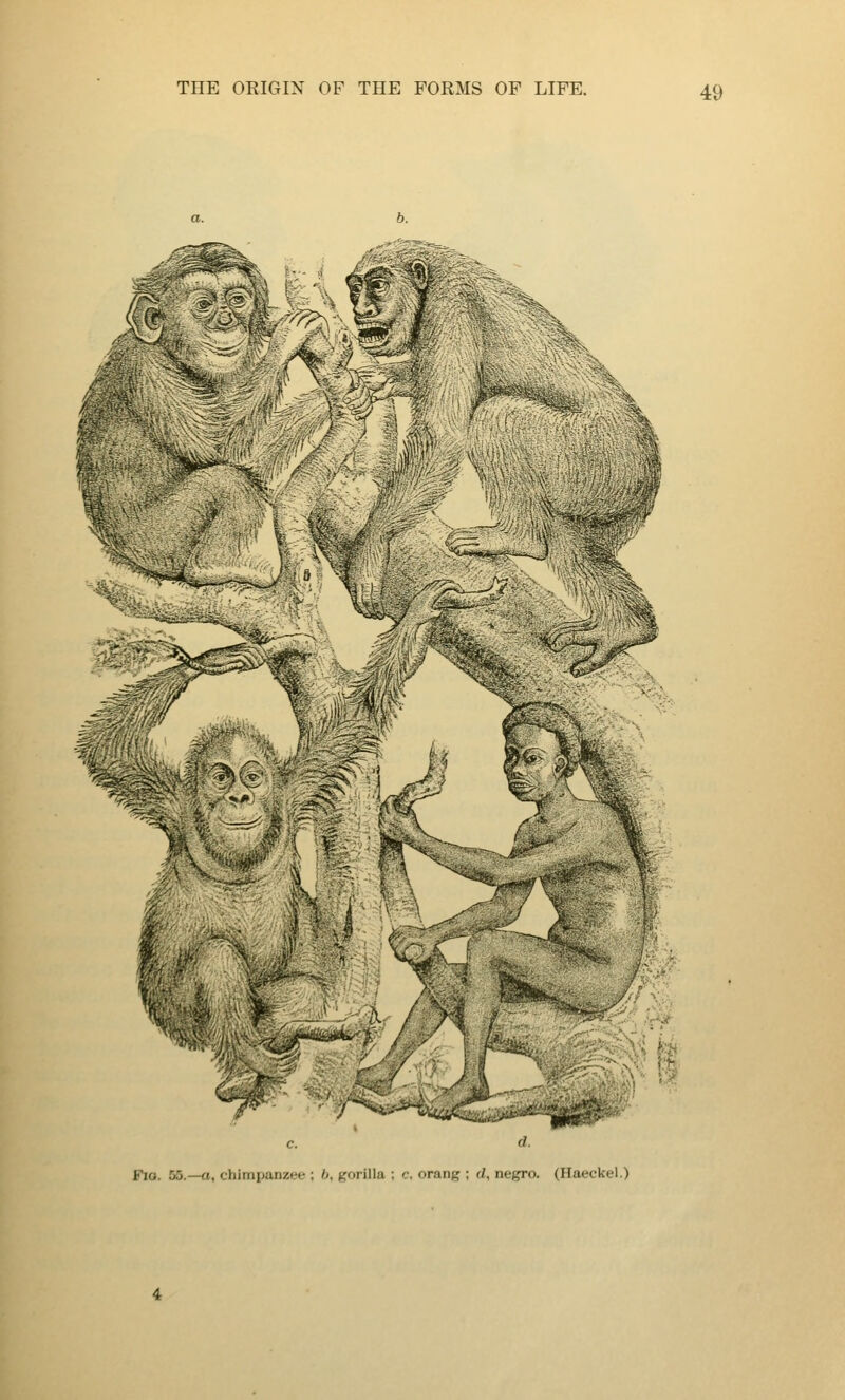 X ■^ Fio. 55.—a, chimpanzee ; 6, iiforilla ; c, orang ; d, negro. (Haeckel.)