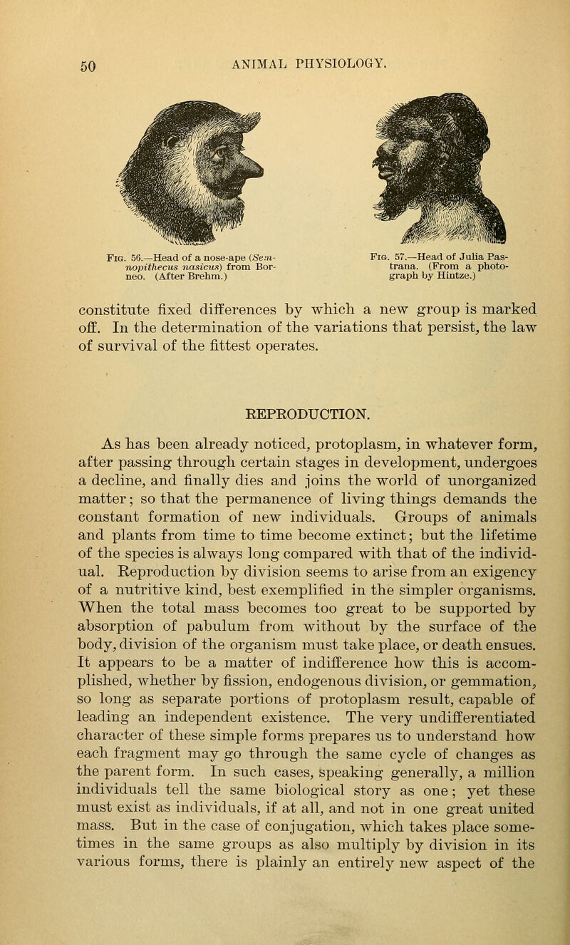 Fig. 56.—Head of a nose-ape iSeni- nopithecus nasicux) from Bor- neo. (After Brehm.) Fig. 57.—Head of Julia Pas- trana. (From a photo- graph by Hintze.) constitute fixed differences by which a new group is marked off. In the determination of the variations that persist, the law of survival of the fittest operates. EEPRODUCTION. As has been already noticed, protoplasm, in whatever form, after passing through certain stages in development, undergoes a decline, and finally dies and joins the world of unorganized matter; so that the permanence of living things demands the constant formation of new individuals. Groups of animals and plants from time to time become extinct; but the lifetime of the species is always long compared with that of the individ- ual. Reproduction by division seems to arise from an exigency of a nutritive kind, best exemplified in the simpler organisms. When the total mass becomes too great to be supported by absorption of pabulum from without by the surface of the body, division of the organism must take place, or death ensues. It appears to be a matter of indifference how this is accom- plished, whether by fission, endogenous division, or gemmation, so long as separate portions of protoplasm result, capable of leading an independent existence. The very undifferentiated character of these simple forms prepares us to understand how each fragment may go through the same cycle of changes as the parent form. In such cases, speaking generally, a million individuals tell the same biological story as one; yet these must exist as individuals, if at all, and not in one great united mass. But in the case of conjugation, which takes place some- times in the same groups as also multiply by division in its various forms, there is plainly an entirely new aspect of the