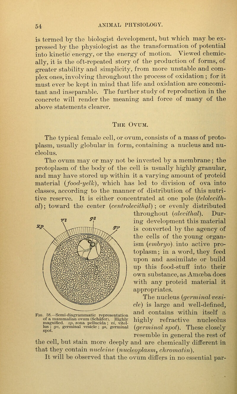 54: is termed by the biologist development, but wMch. may be ex- pressed by the physiologist as the transformation of potential into kinetic energy, or the energy of motion. Viewed chemic- ally, it is the oft-repeated story of the production of forms, of greater stability and simplicity, from more unstable and com- plex ones, involving throughout the process of oxidation; for it must ever be kept in mind that life and oxidation are concomi- tant and inseparable. The further study of reproduction in the concrete will render the meaning and force of many of the above statements clearer. The Ovum. The typical female cell, or ovum, consists of a mass of proto- plasm, usually globular in form, containing a nucleus and nu- cleolus. The ovum may or may not be invested by a membrane; the protoplasm of the body of the cell is usually highly granular, and may have stored up within it a varying amount of proteid material (food-yelk), which has led to division of ova into classes, according to the manner of distribution of this nutri- tive reserve. It is either concentrated at one pole {telolecith- al); toward the center [centrolecitlial) ; or evenly distributed throughout {alecithal). Dur- ing development this material is converted by the agency of the cells of the young organ- ism {embryo) into active pro- toplasm ; in a word, they feed upon and assimilate or build up this food-stuff into their own substance, as Amoeba does with any proteid material it appropriates. The nucleus {germinal vesi- cle) is large and well-defined, and contains within itself a highly refractive nucleolus {germinal spot). These closely resemble in general the rest of the cell, but stain more deeply and are chemically different in that they contain nucleine {nucleoplasm, cliromatin). It will be observed that the ovum differs in no essential par- FiG. 58.—Semi-diagrammatic representation of a mammalian ovum (Schafer). Highly- magnified, zp, zona pellucida ; vi, vitel- lus ; gv, germinal vesicle ; gs, germinal spot.