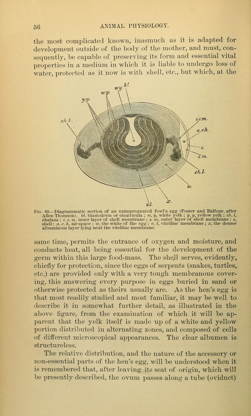 the most complicated known, inasmuch as it is adapted for development outside of the body of the mother, and must, con- sequently, be capable of preserving its form and essential vital properties in a medium in which it is liable to undergo loss of water, protected as it now is with shell, etc., but which, at the ch.l Fig. 60.—Diagrammatic section of an unimpreffnated fowl's egg (Foster and Balfour, after Allen Thomson). 6i, blastoderm or cicatricula ; w. y, white yolk ; y. y, yellow yelk ; ch. I, chalaza ; i. s. ni, inner layer of shell membrane ; s. in, outer layer of shell membrane ; s, shell; a. c. h, air-space ; w, the white of the egg ; v. t, vitelline membrane ; x, the denser albuminous layer lying next the vitelline membrane. same time, permits the entrance of oxygen and moisture, and conducts heat, all being essential for the development of the germ within this large food-mass. The shejl serves, evidently, chiefly for protection, since the eggs of serpents (snakes, turtles, etc.) are provided only with a very tough membranous cover- ing, this answering every purpose in eggs buried in sand or otherwise protected as theirs usually are. As the hen's egg is that most readily studied and most familiar, it may be well to describe it in somewhat further detail, as illustrated in the above figure, from the examination of which it will be ap- parent that the yelk itself is made up of a white and yellow portion distributed in alternating zones, and composed of cells of different microscopical appearances. The clear albumen is structureless. The relative distribution, and the nature of the accessory or non-essential parts of the hen's egg, will be understood when it is remembered that, after leaving its seat of origin, which will be presently described, the ovum passes along a tube (oviduct)