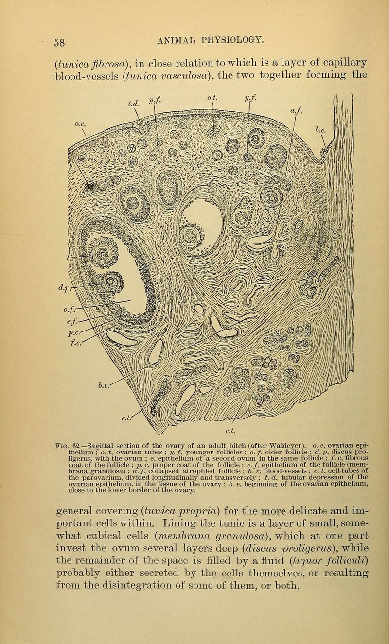 {tunica fibrosa), in close relation to which is a layer of capillary blood-vessels {tunica vasculosa), the two together forming the Fig. 62.—Sagittal section of the ovary of an adult bitch (after Waldeyer). o. e, ovarian epi- thelium ; o. t, ovarian tubes ; y. f, younger follicles ; o. /, older follicle ; d. p, discus pro- ligerus, with the ovum ; e, epithelium of a second ovum in the same follicle ; /. c, fibrous coat of the follicle ; p. c, proper coat of the follicle ; e. /, epithehum of the follicle (mem- brana granulosa): a. f. collapsed atrophied follicle ; b. v, blood-vessels ; c. t, cell-tubes of the parovarium, divided longitudinally and transversely ; t. d, tubular depression of the ovarian epithelium, in the tissue of the ovary ; b. e, beginning of the ovarian epithelium, close to the lower border of the ovary. general covering {tunica propria) for the more delicate and im- portant cells within. Lining the tunic is a layer of small, some- what cubical cells {meinbrana granulosa), which at one part invest the ovum several layers deep {discus proligerus), while the remainder of the space is filled by a fluid {liquor foUiculi) probably either secreted by the cells themselves, or resulting from the disintegration of some of them, or both.