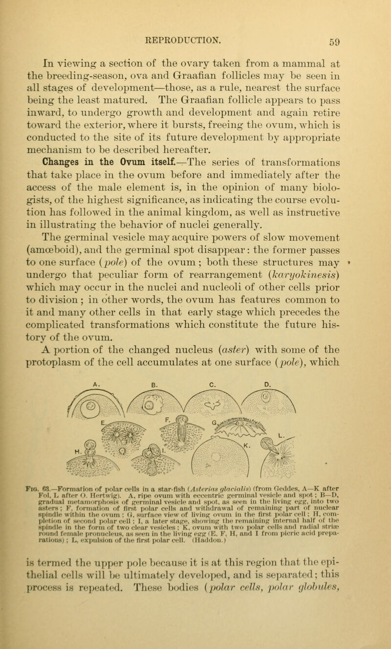 In viewing a section of the ovary taken from a mammal at tlie breeding-season, ova and Graafian follicles may be seen in all stages of development—those, as a rule, nearest the surface being the least matured. The Graafian follicle appears to pass inward, to undergo growth and development and again retire toward the exterior, where it bursts, freeing the ovum, which is conducted to the site of its future development by appropriate mechanism to be described hereafter. Changes in the Ovum itself.—The series of transformations that take place in the ovum before and immediately after the access of the male element is, in the opinion of many biolo- gists, of the highest significance, as indicating the course evolu- tion has followed in the animal kingdom, as well as instructive in illustrating the behavior of nuclei generally. The germinal vesicle may acquire powers of slow movement (amoeboid), and the germinal spot disappear: the former passes to one surface (pole) of the ovum ; both these structures may undergo that peculiar form of rearrangement {karyoTxinesis) which may occur in the nuclei and nucleoli of other cells prior to division ; in other words, the ovum has features common to it and many other cells in that early stage which precedes the complicated transformations which constitute the future his- tory of the ovum. A portion of the changed nucleus {aster) with some of the protoplasm of the cell accumulates at one surface (pole), which ^^^m^ Fio. 63.—Formation of polar cells in a star-fish (Axt<ri«K i/larialh) (from (icikles, A—K afUr Fol, L after O. Hertwitfi. A, ripe ovum wltli (•(•centric.' germinal vesicle and spot; B—D, gradual metamorphosis of j^erminal vesicle and spot, as seen in the hviiiR e^Ki >to two asters ; F. formation of first pf>lar cells and withdrawal of remaininK part of nuclear spindle within the ovum : (J, surface view of livinf; fivum in the first polar cell ; H, com- pletion of second polar cell : I, a later stape, showinfj the remaining; internal half of the spindle in the form of two clear vesicles ; K. ovum with two polar cells and radial striae round female pronucleus, as seen in the living eu'tc 'K. F. H, and I from i)icric acid prepa- rations) ; L, expulsion of the first polar cell. (Iladdon.) is tf*rmed the upper pole because it is at this region that the epi- thelial cells will be ultimately developed, and is separated; this process is repeated. These bodies (polar cells, polar (jlohules,