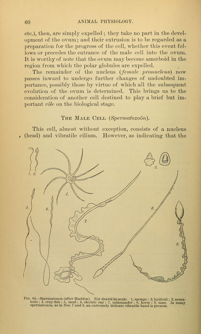 etc.), then, are simply expelled ; they take no part in the devel- opment of the ovum; and their extrusion is to be regarded as a preparation for the progress of the cell, whether this event fol- lows or precedes the entrance of the male cell into the ovum. It is worthy of note that the ovum may become amoeboid in the region from which the polar globules are expelled. The remainder of the nucleus {female pronucleus) now passes inward to undergo further changes of undoubted im- portance, possibly those by virtue of which all the subsequent evolution of the ovum is determined. This brings us to the consideration of another cell destined to play a brief but im- portant role on the biological stage. The Male Cell {Spermatozoon). This cell, almost without exception, consists of a nucleus (head) and vibratile cilium. However, as indicating that the Fig. 64. -Spermatozoa (after Haddon). Not drawn to scale. 1, sponge ; 2, hydroid ; 3, nema- tode ; 4. cray-flsh ; 5. snaU ; 6, electric ray ; 7, salamander ; 8, horse ; 9, man. In many spermatozoa, as m Nos. 7 and 9, an extremely delicate vibratUe band is present.